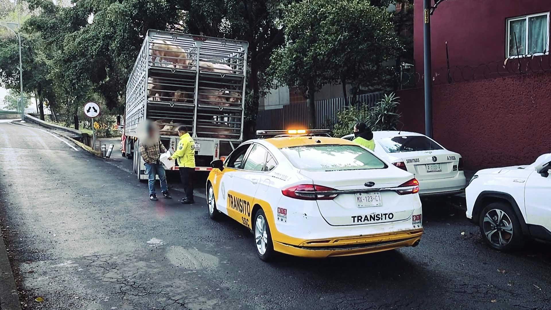 ¡Transportaba 200 cerdos por el segundo piso del periférico!