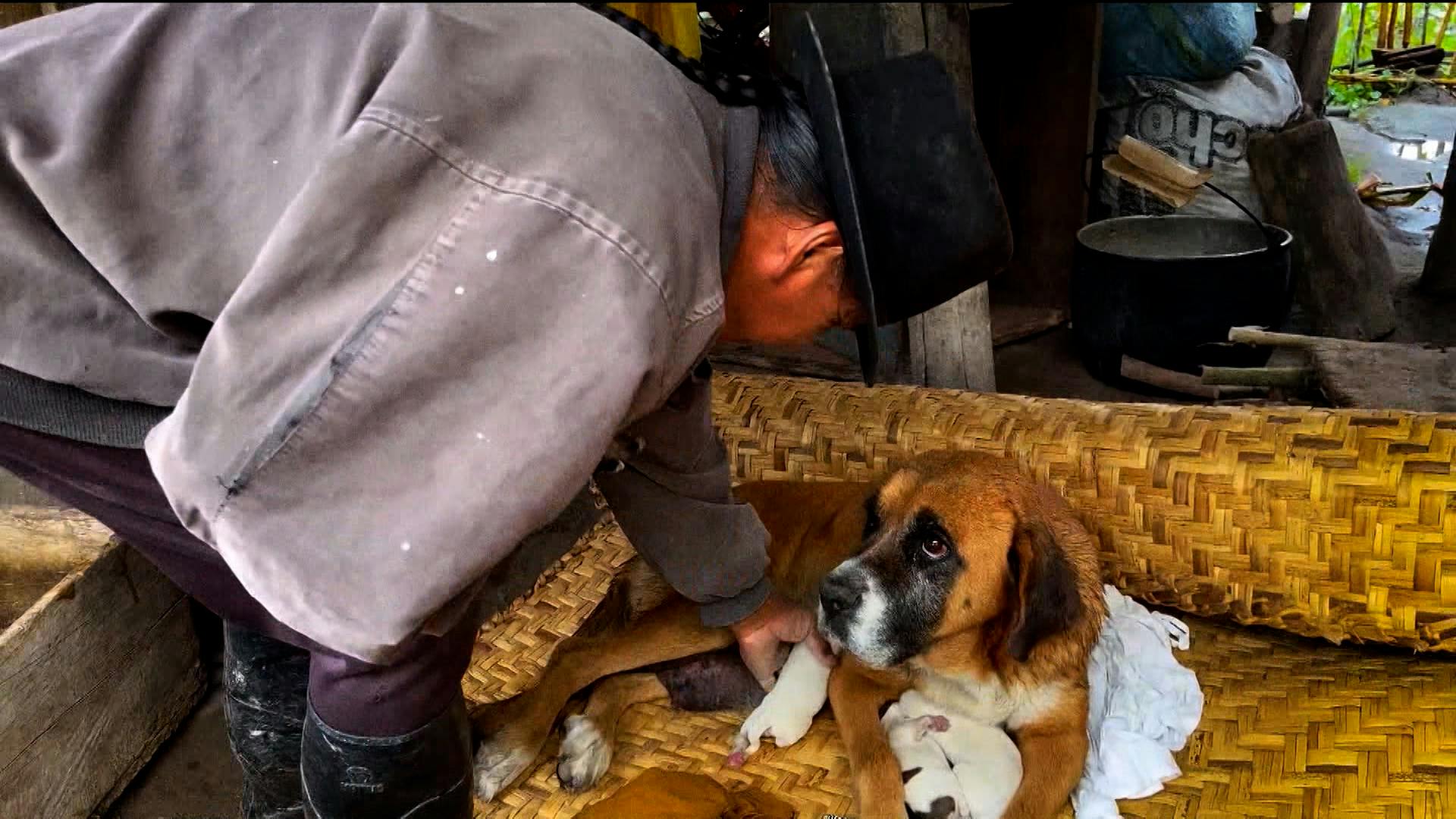 Canelita, la perrita que olvidó su pasado por sus cachorritos y encontró un nuevo hogar.