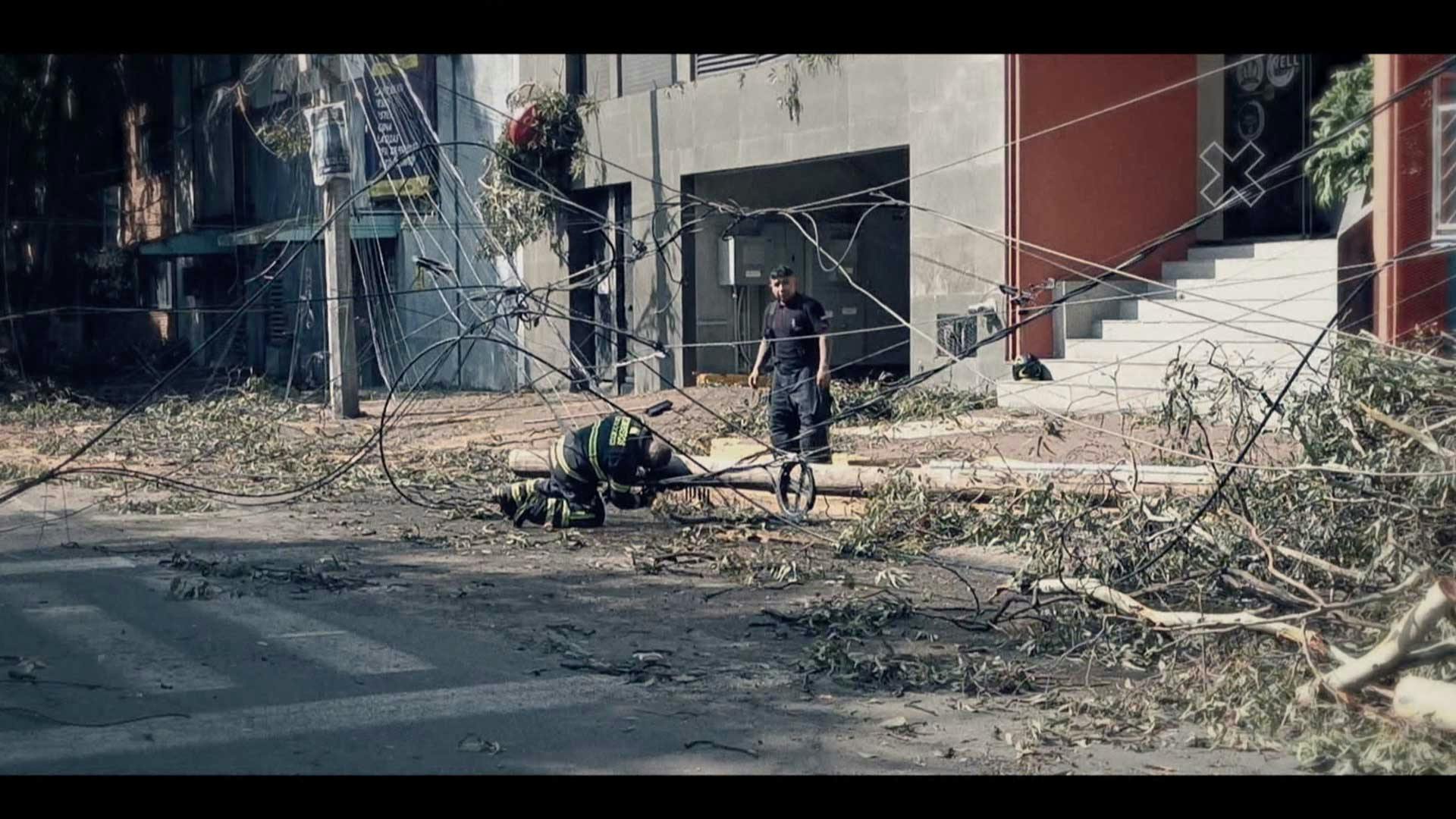 ¡Un árbol de 15 metro de altura se cayó en la alcaldía Benito Juárez!