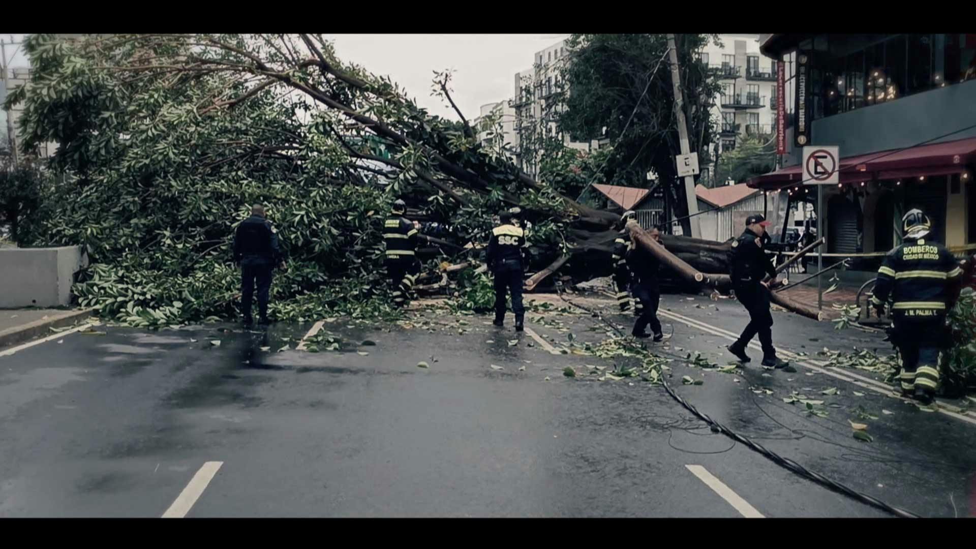 ¡Fuera abajo! Un árbol destrozó a un auto en la colonia Del Valle
