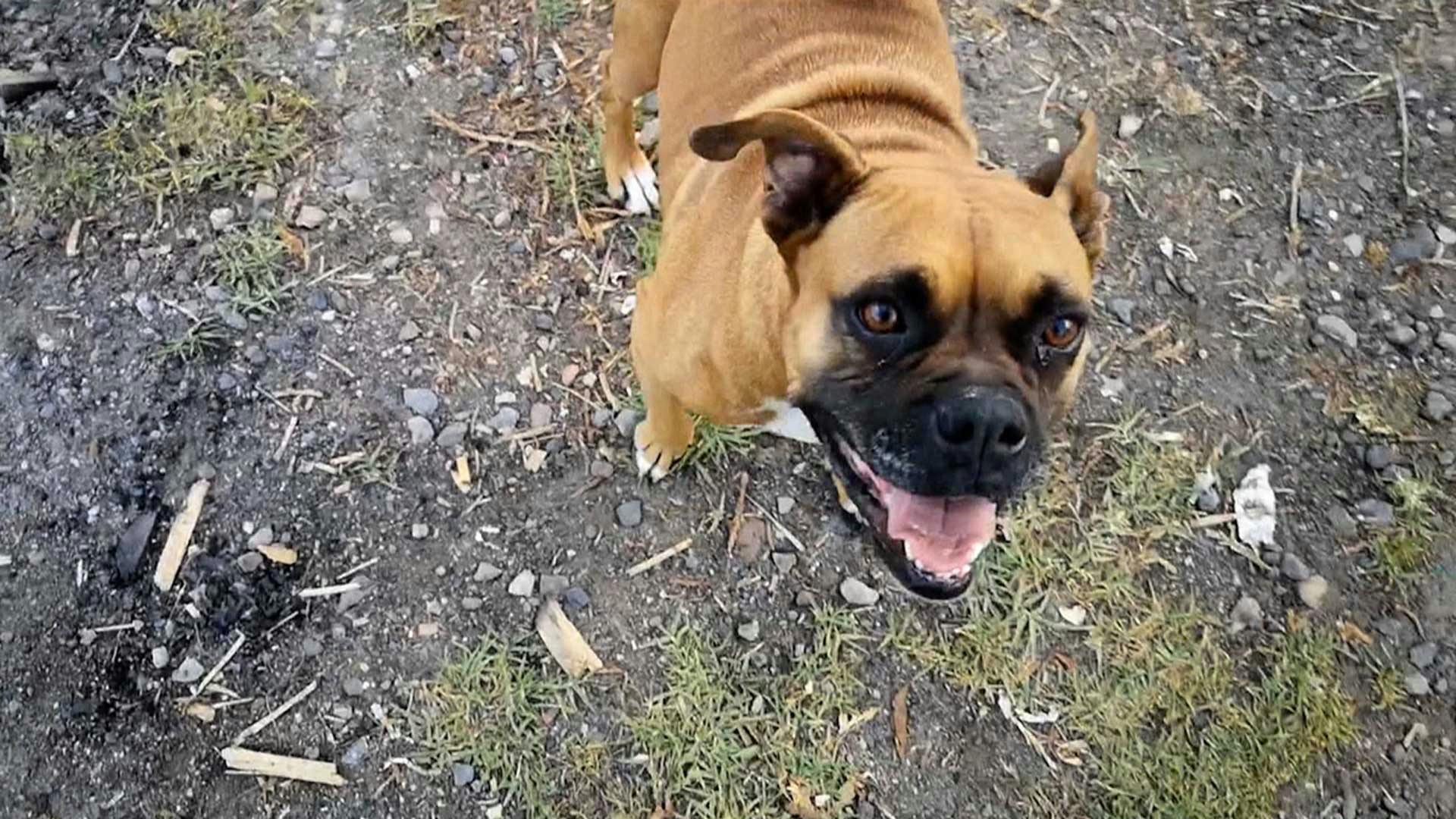 ¡A salvo de una muerte segura! Diablo Becerril rescató a una perrita