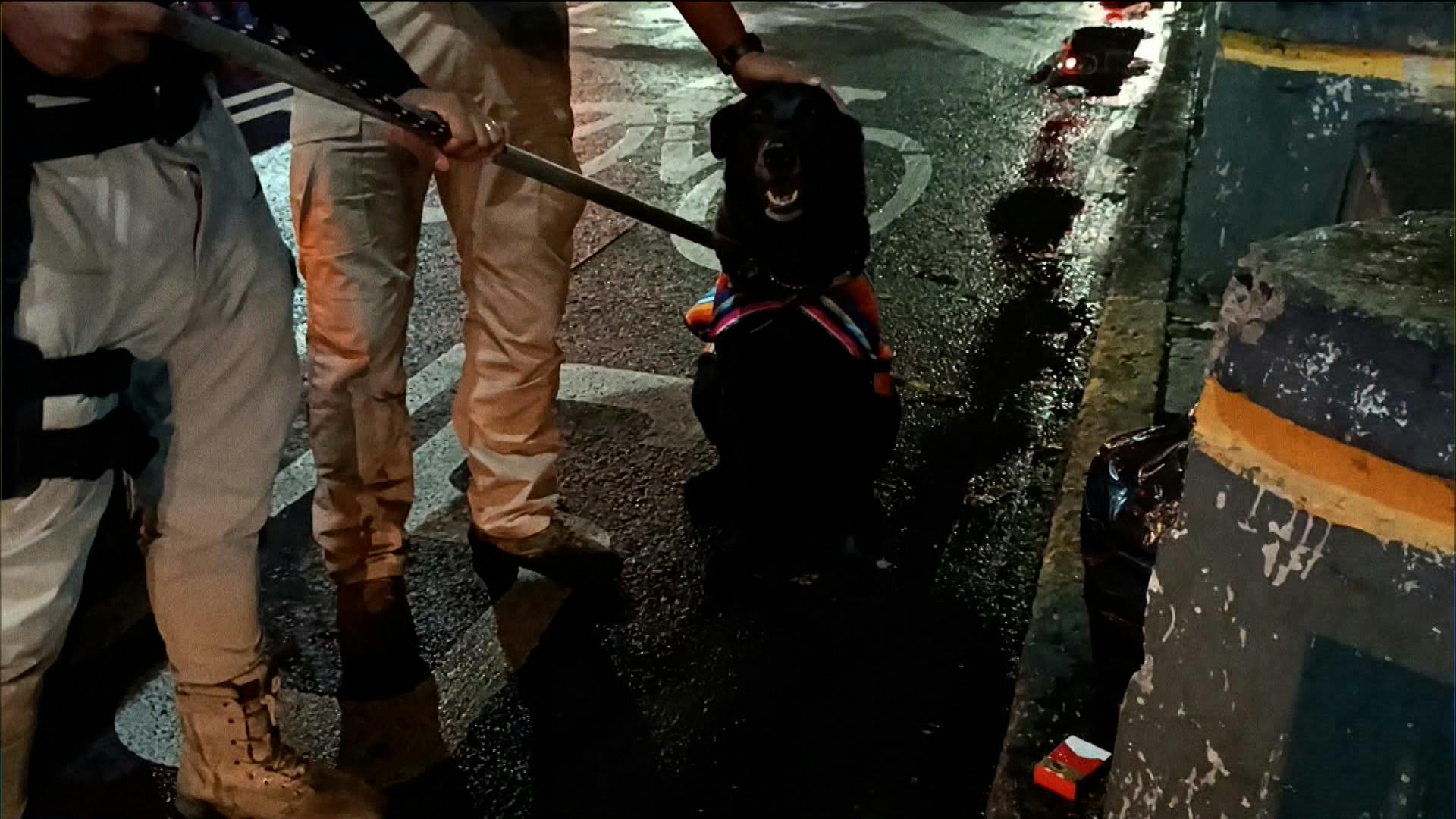 Un perrito esperaba por su amo, quien habría muerto por un infarto