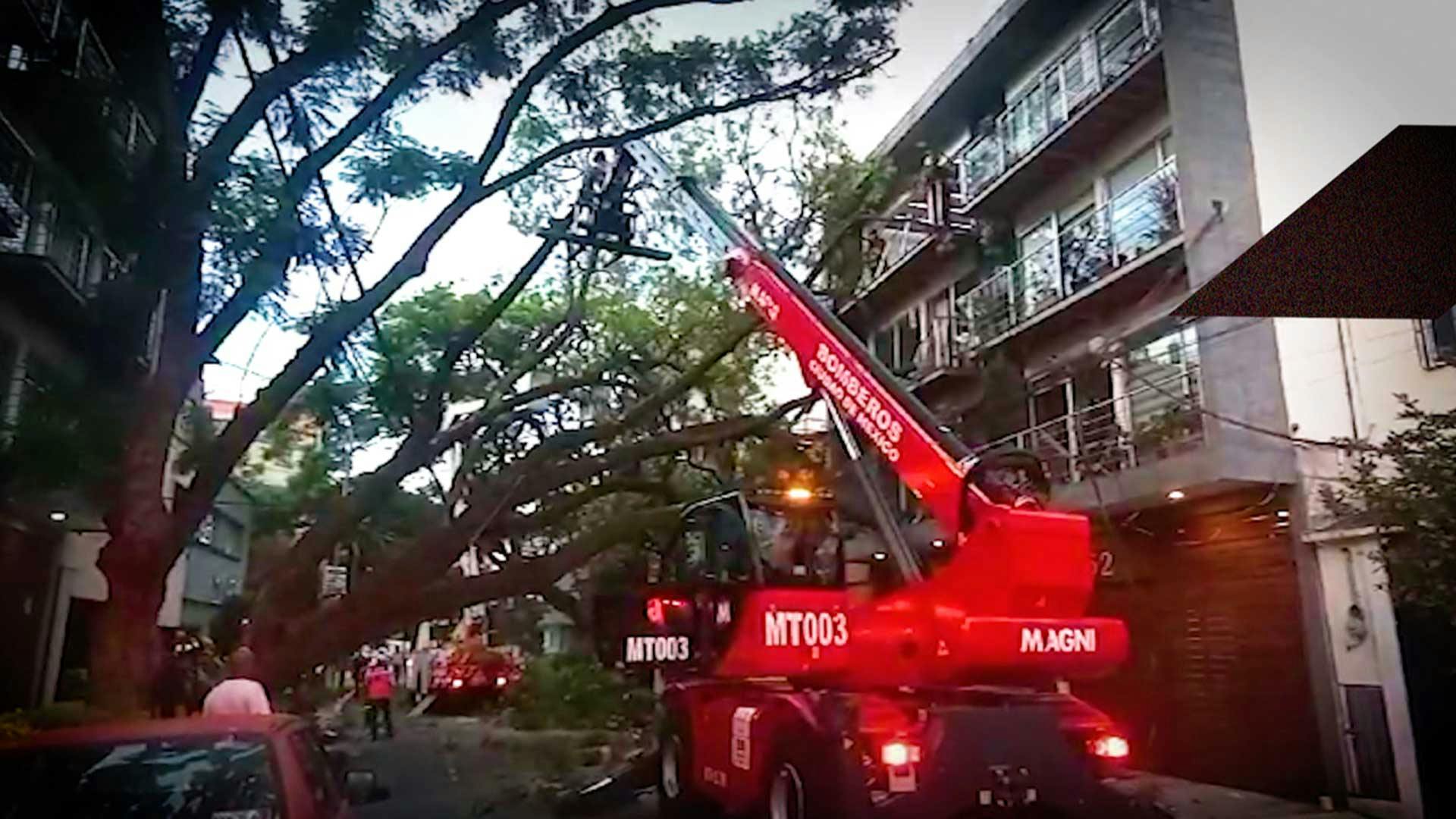 Un árbol se desprendió de raíz y cayó sobre un edificio, en Narvarte