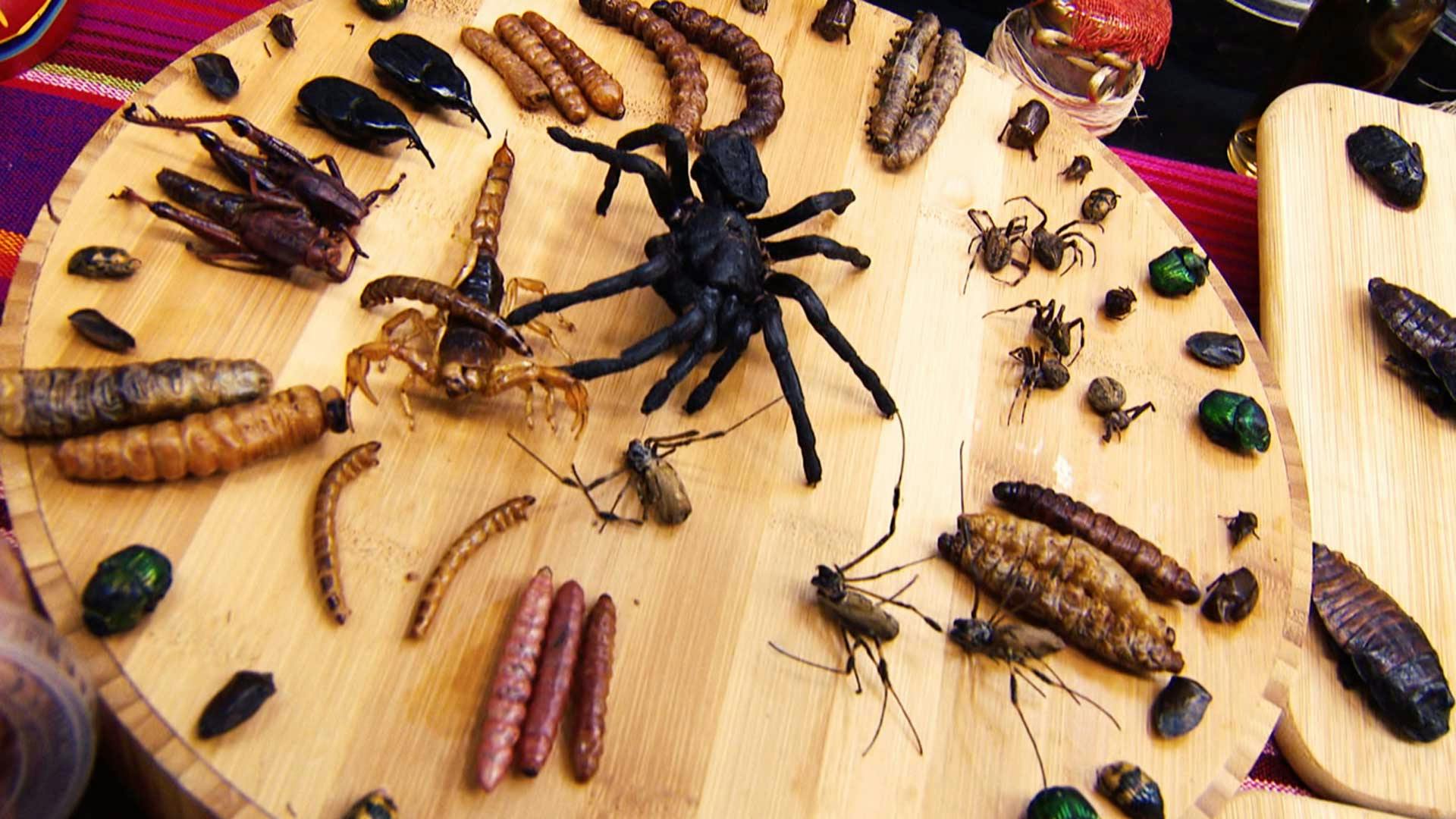 ¡Te presentamos "la comida del futuro"! Riquísimos insectos comestibles