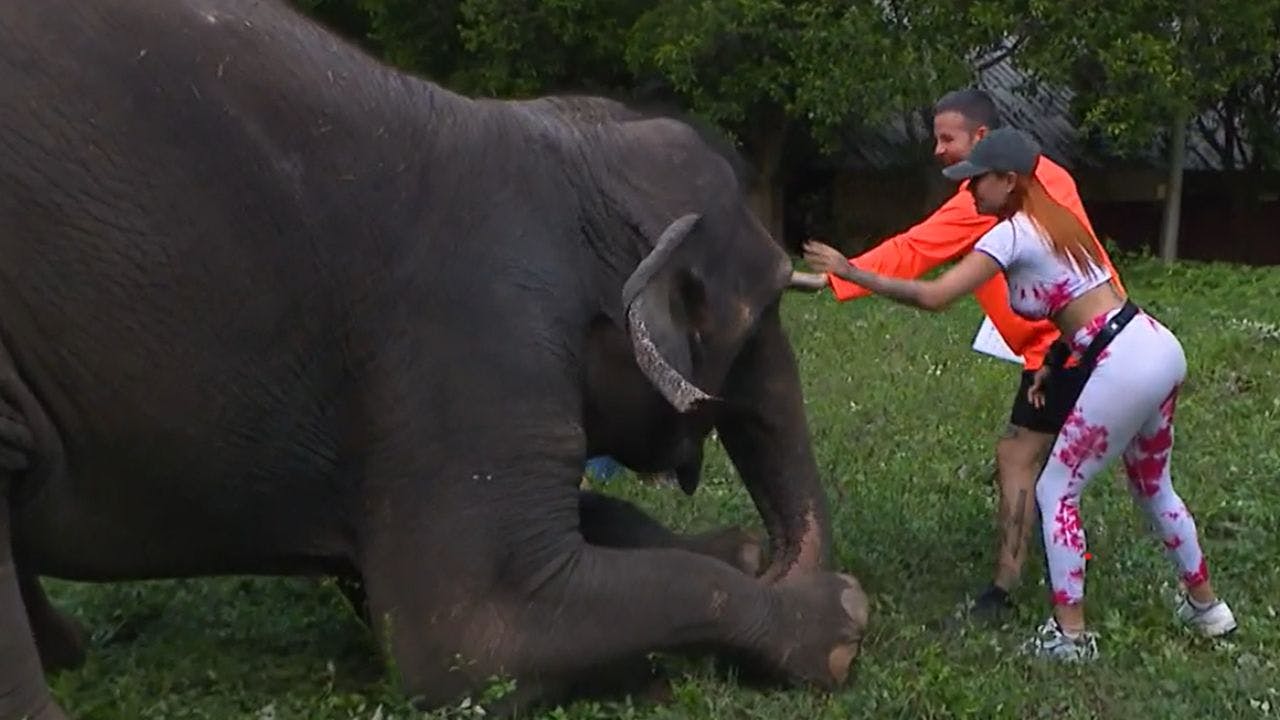 ¡Abandonados, convivieron con majestuosos elefantes en busca de su inmunidad!