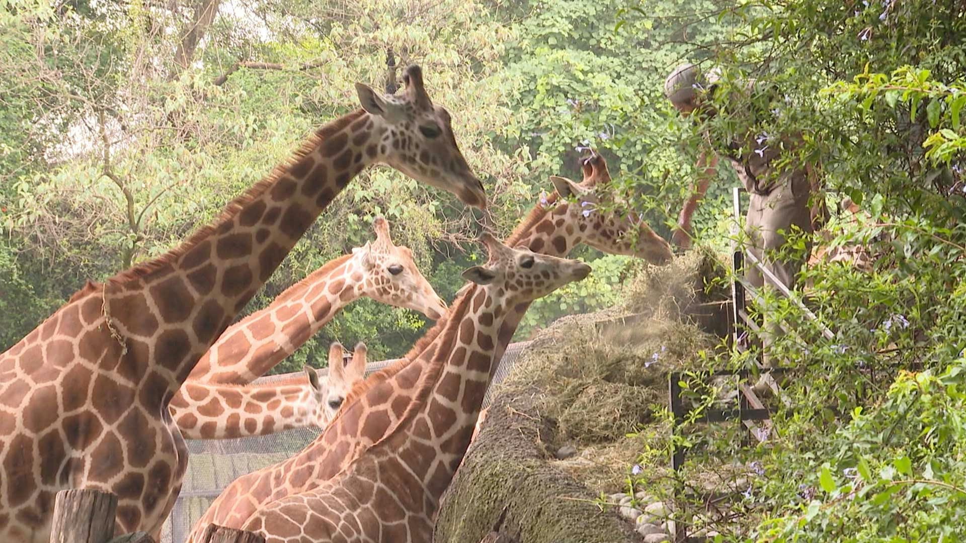 Venga La Alegría | Programa 27 de junio Parte 2 | Disfruta del zoológico el fin de semana