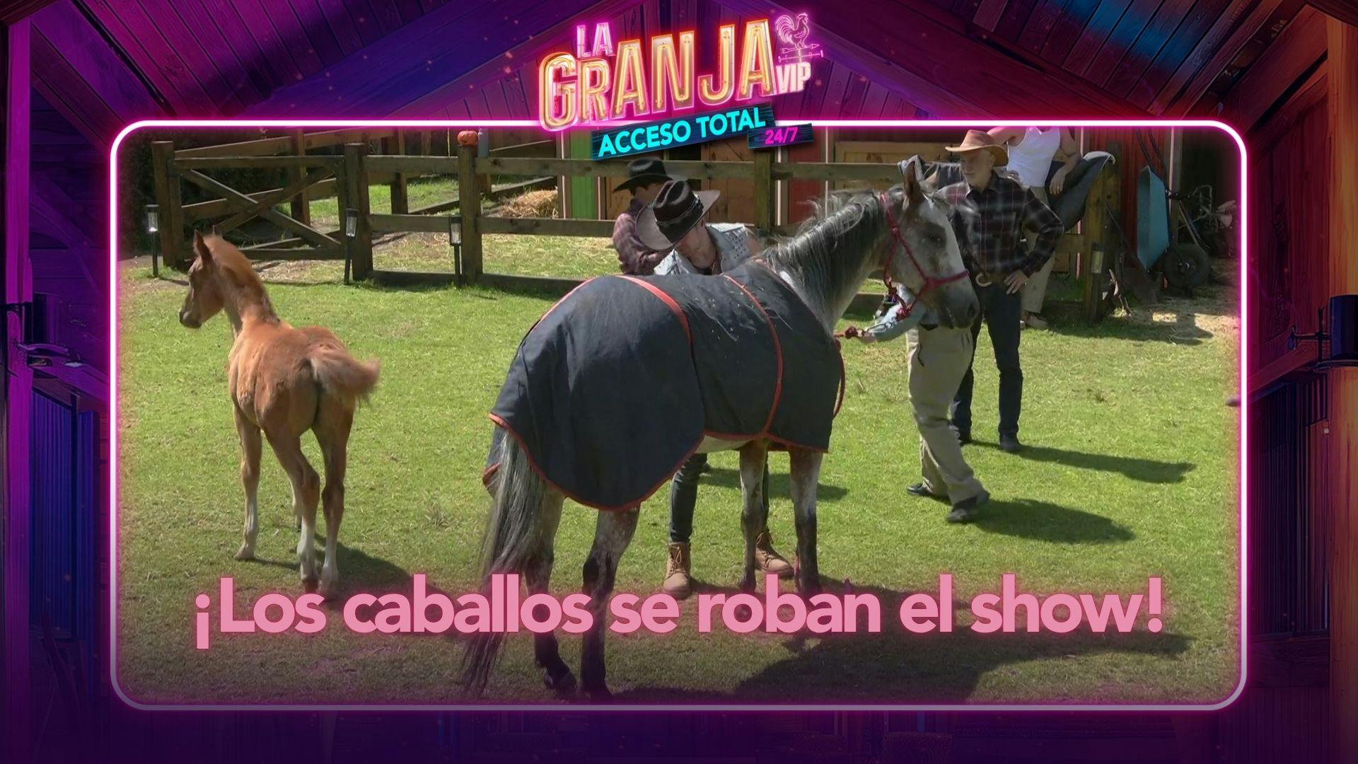 ¡Los caballos se roban el show! Los granjeros aprenden más de los animales de La Granja VIP (VIDEO)