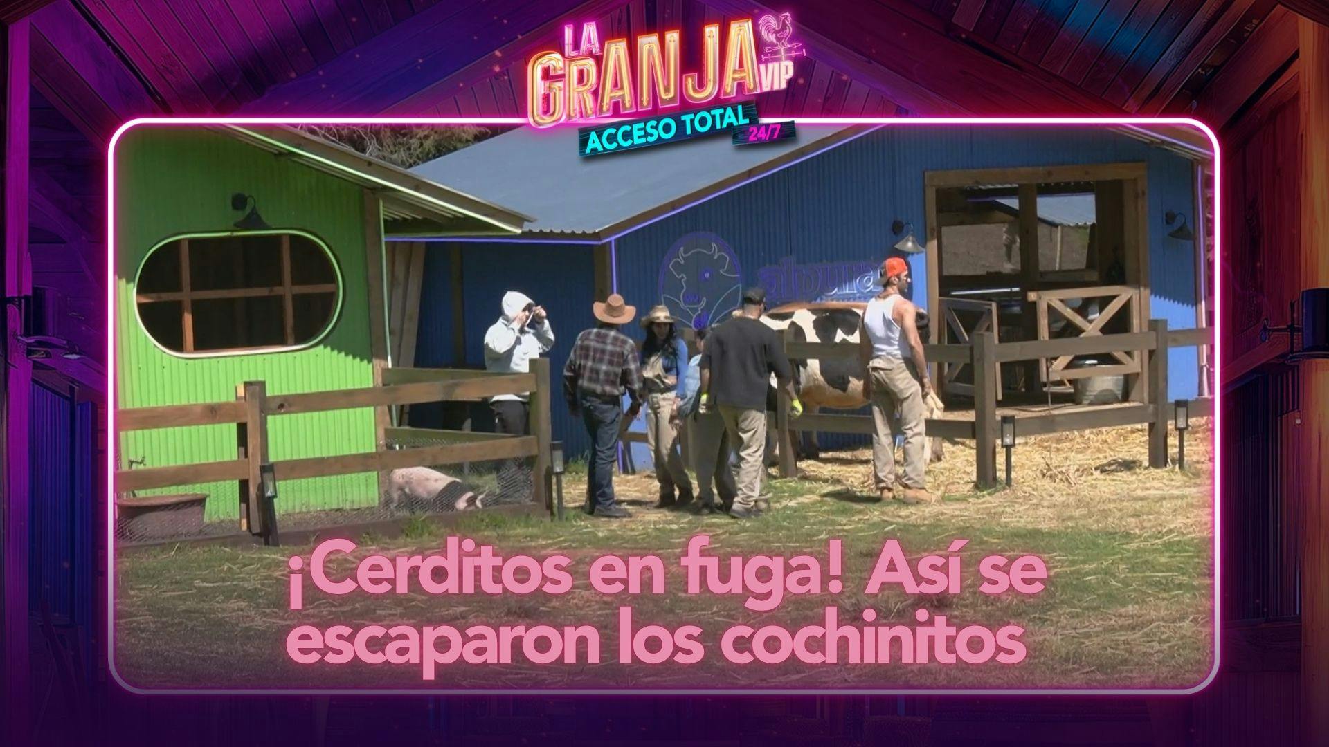 ¡Cerditos en fuga! Así se escaparon los cochinitos de La Granja VIP (VIDEO)