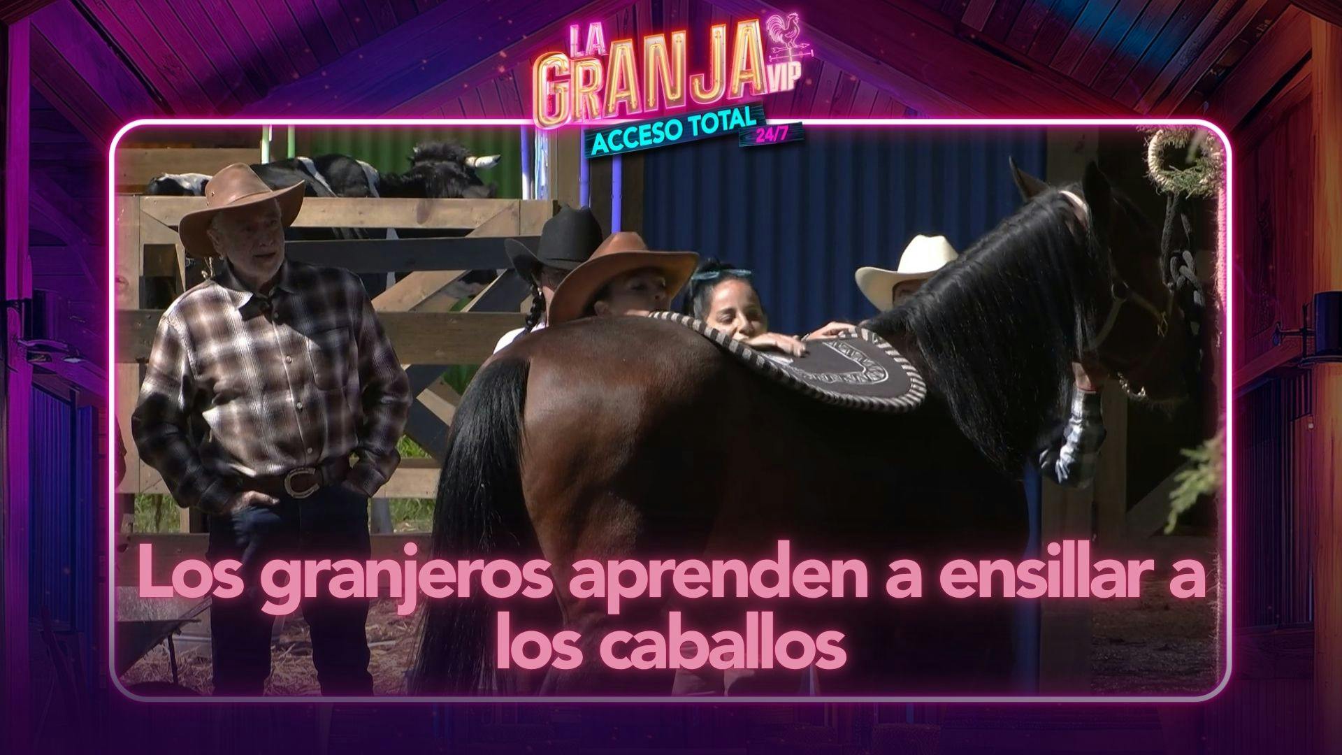 ¡Es tiempo de una nueva lección! Los granjeros aprenden a ensillar a los caballos (VIDEO)