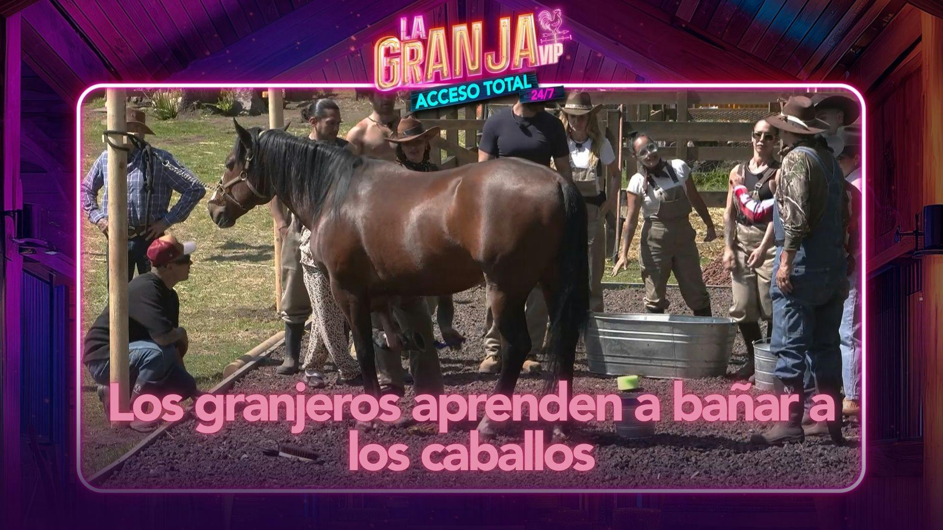 ¡Para que queden bien limpios! Los granjeros aprenden a bañar a los caballos (VIDEO)
