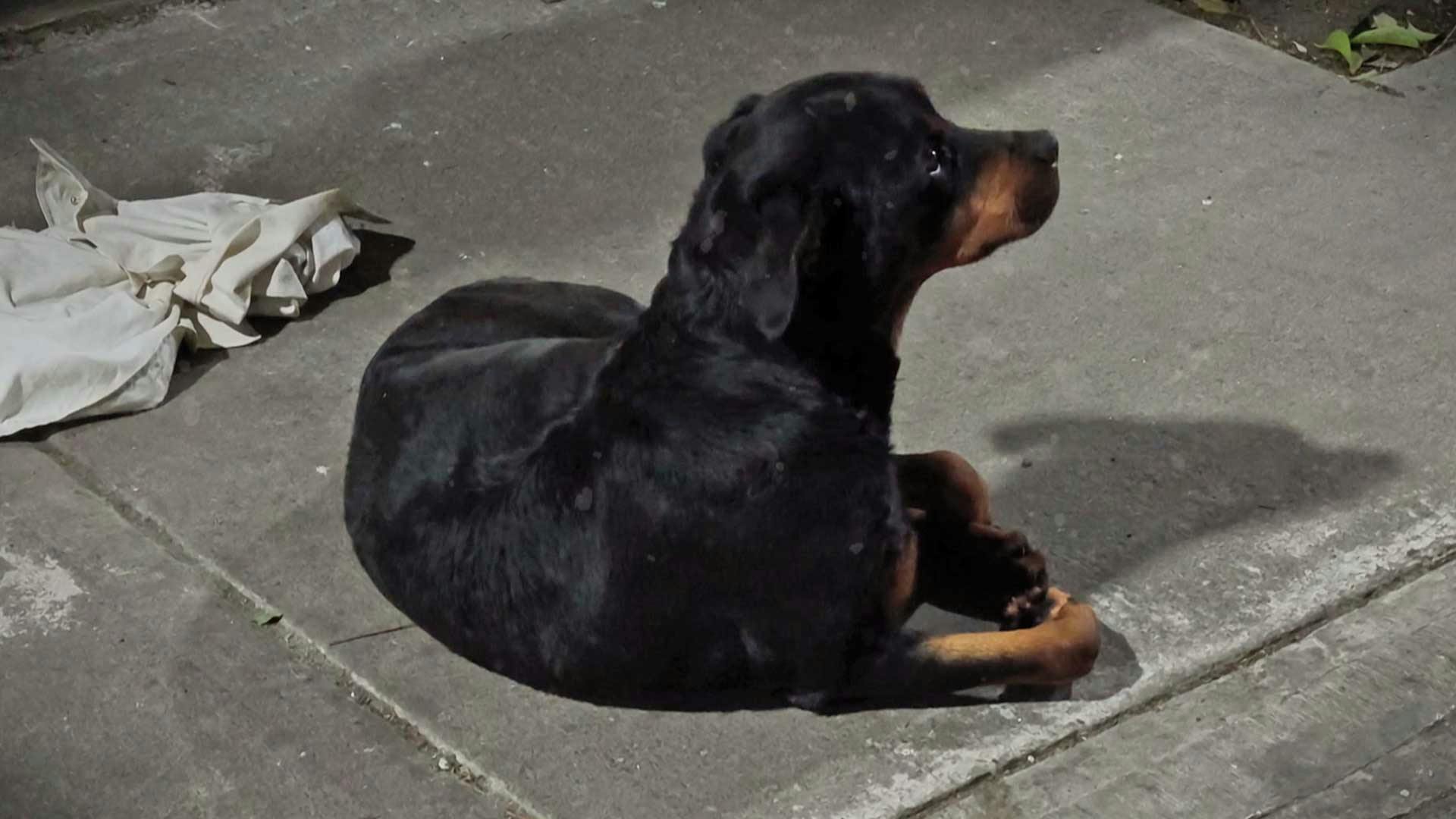 ¡Atropellan a una perrita y los vecinos protestan en la alcaldía Cuauhtémoc!