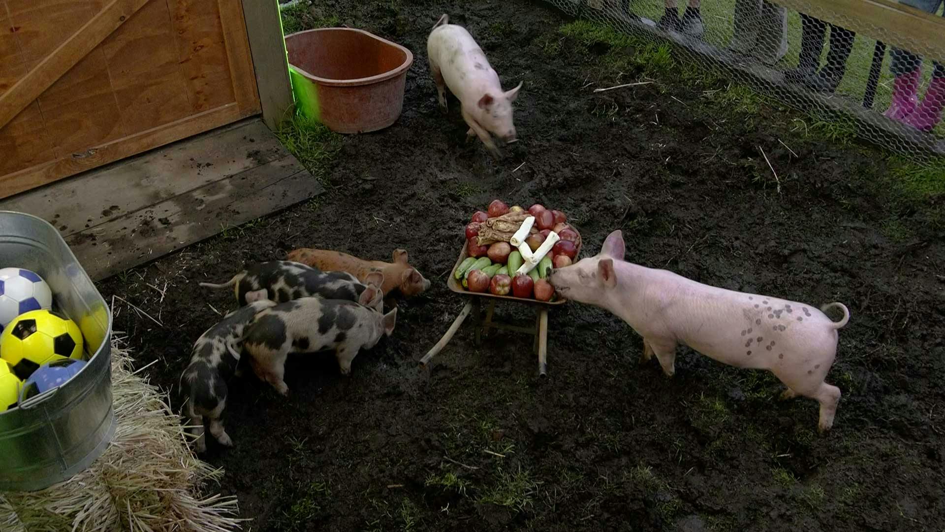 ¡Llegaron NUEVOS INTEGRANTES a La Granja VIP! Y los granjeros no pueden estar más emocionados