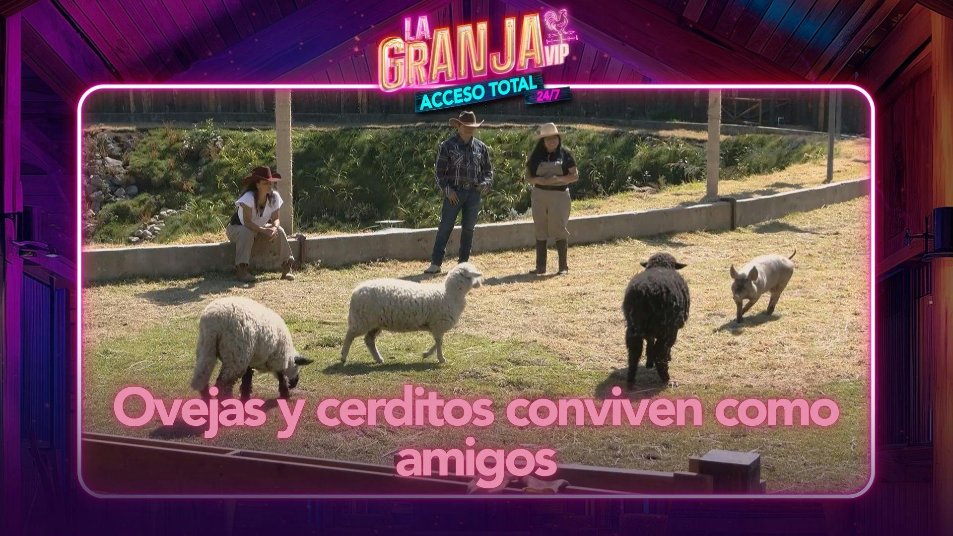 ¡Ocurre un encuentro esperado! Las ovejas y los cerditos de La Granja VIP conviven como amigos (VIDEO)
