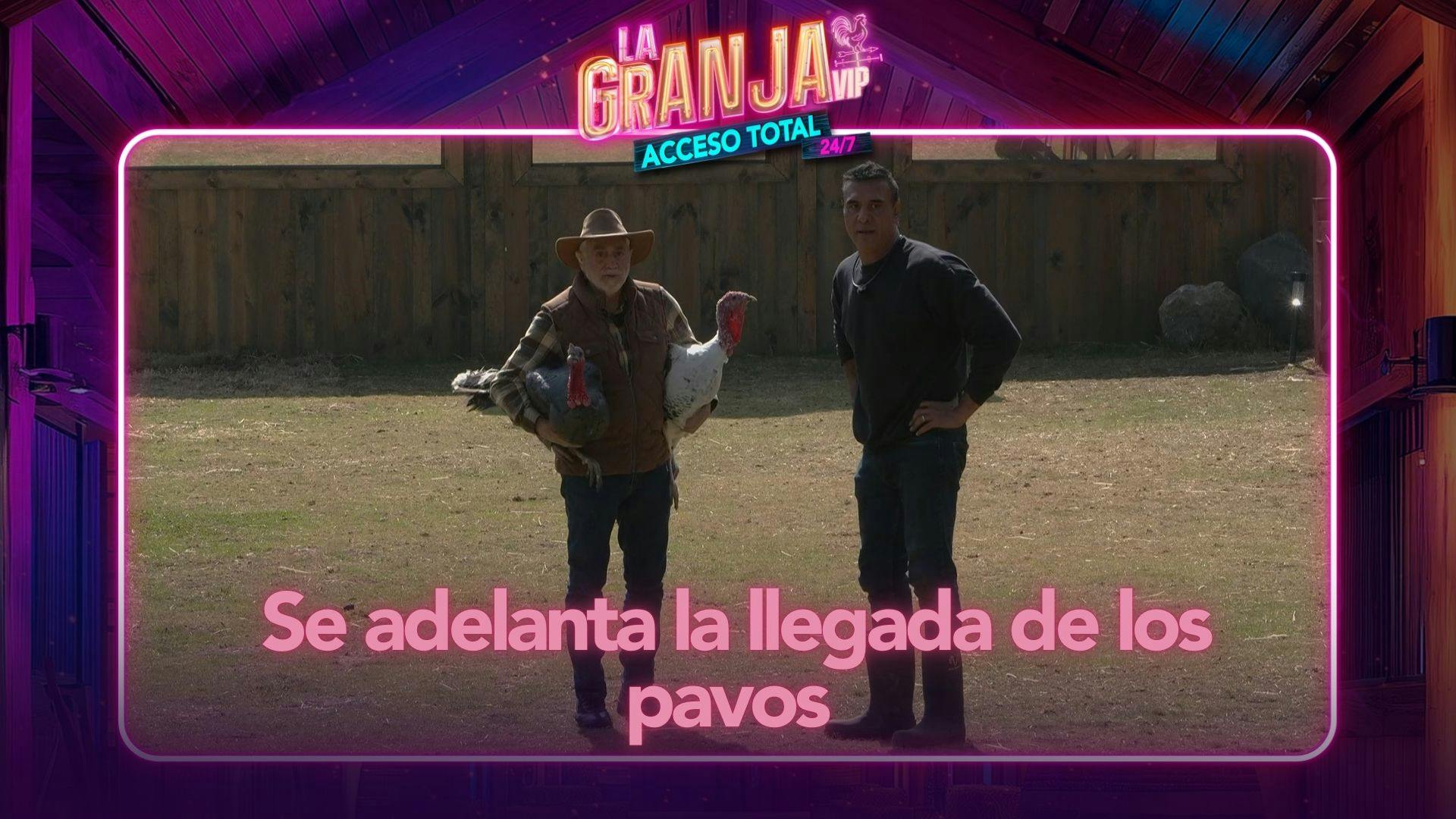 ¡Llegaron antes! Se adelanta la presencia de los pavos en La Granja VIP (VIDEO)