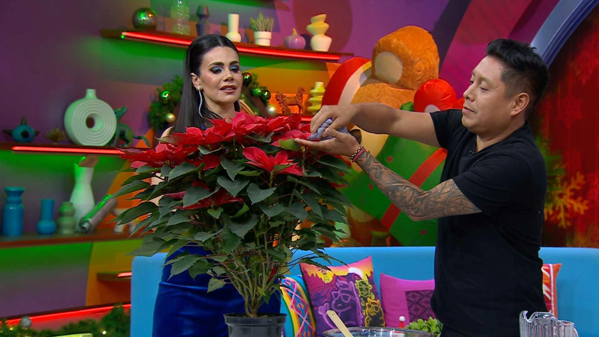 ¿Cómo hacer para que la nochebuena dure toda la temporada? Rocco, floricultor especializado, despejó todas las dudas