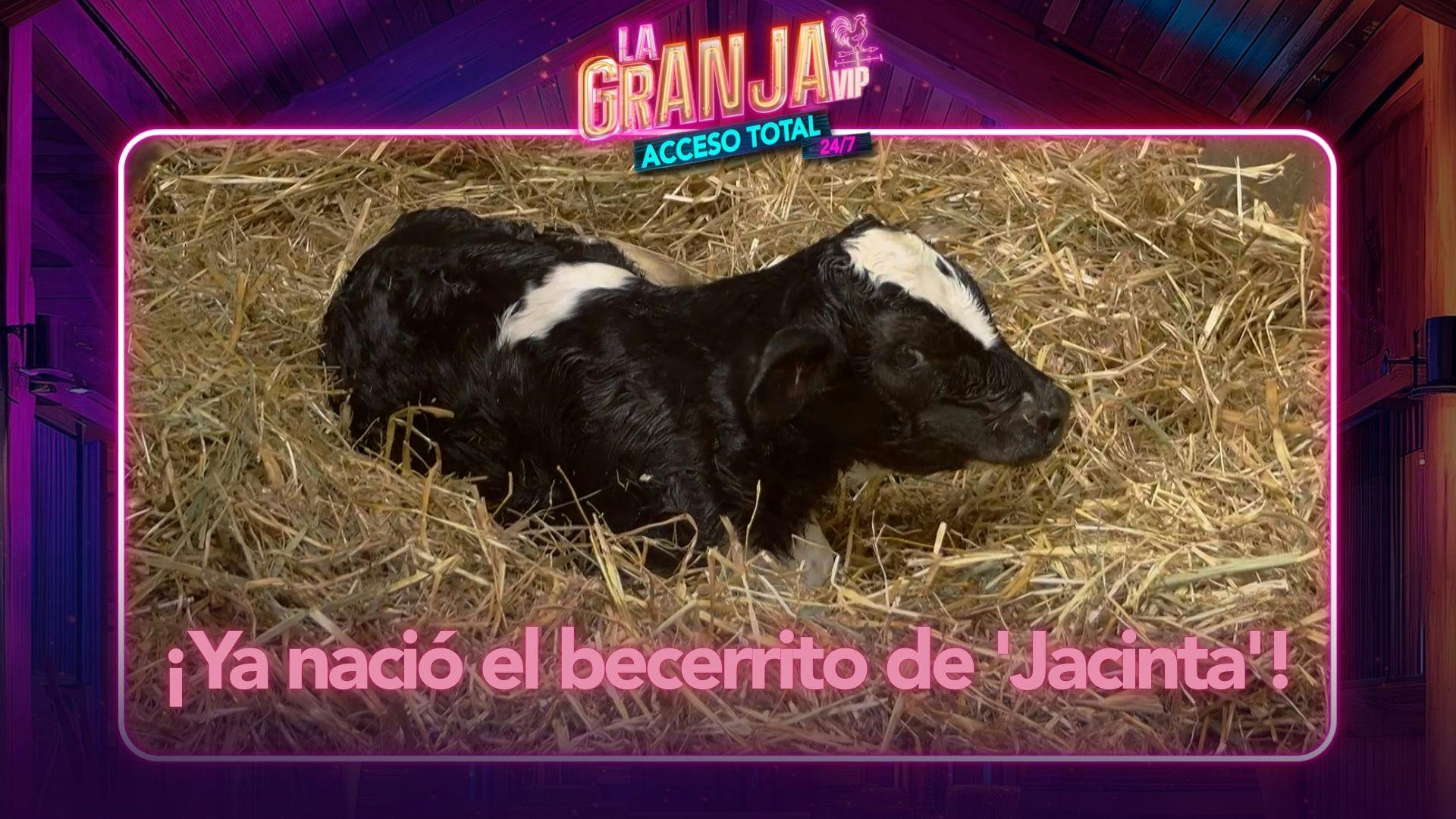 ¡La tercera fue la vencida! El becerrito de 'Jacinta' nace durante la guardia nocturna (VIDEO)
