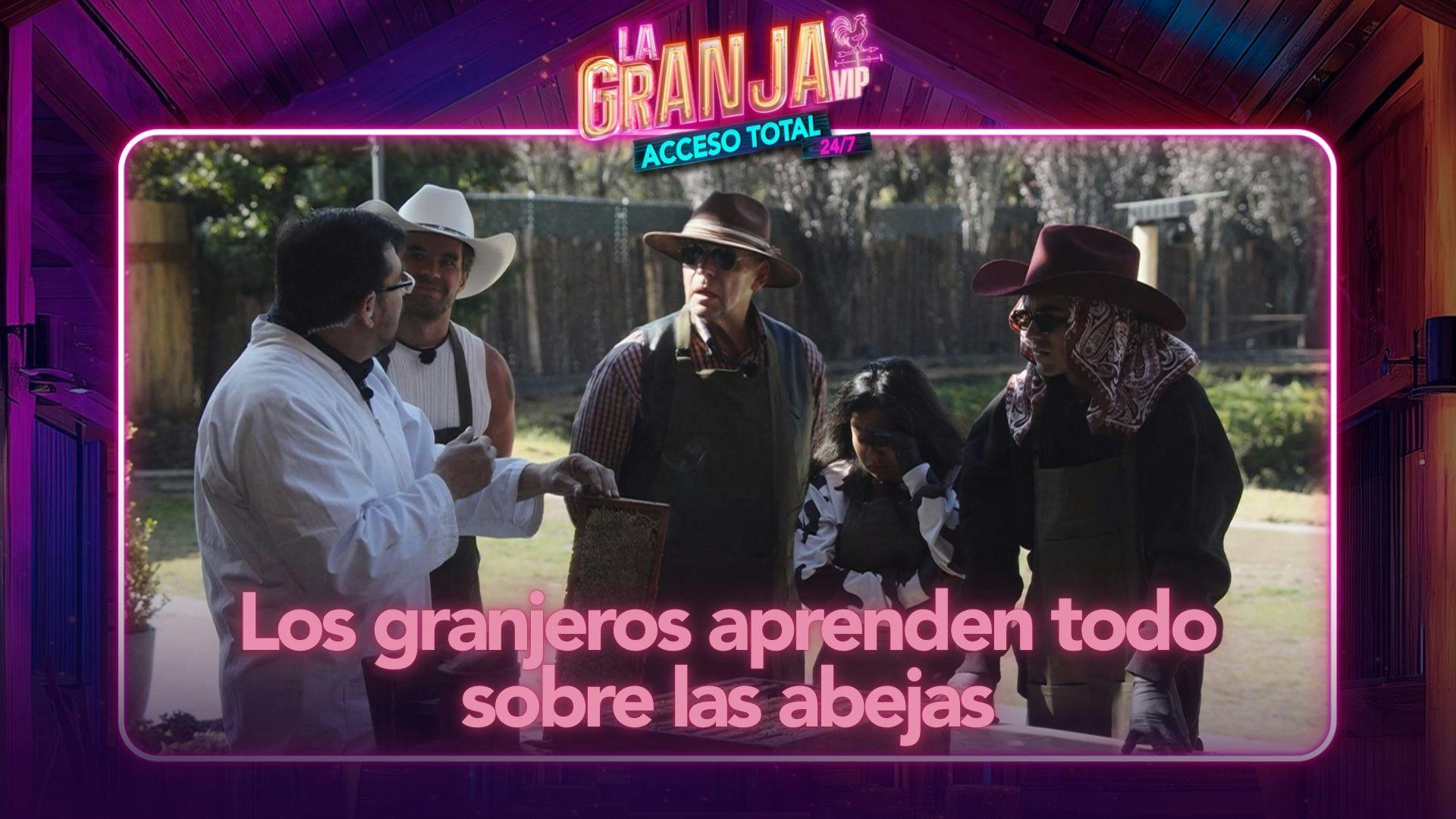 ¡Los granjeros tienen una dulce actividad! Aprenden todo sobre la crianza y cuidado de las abejas (VIDEO)