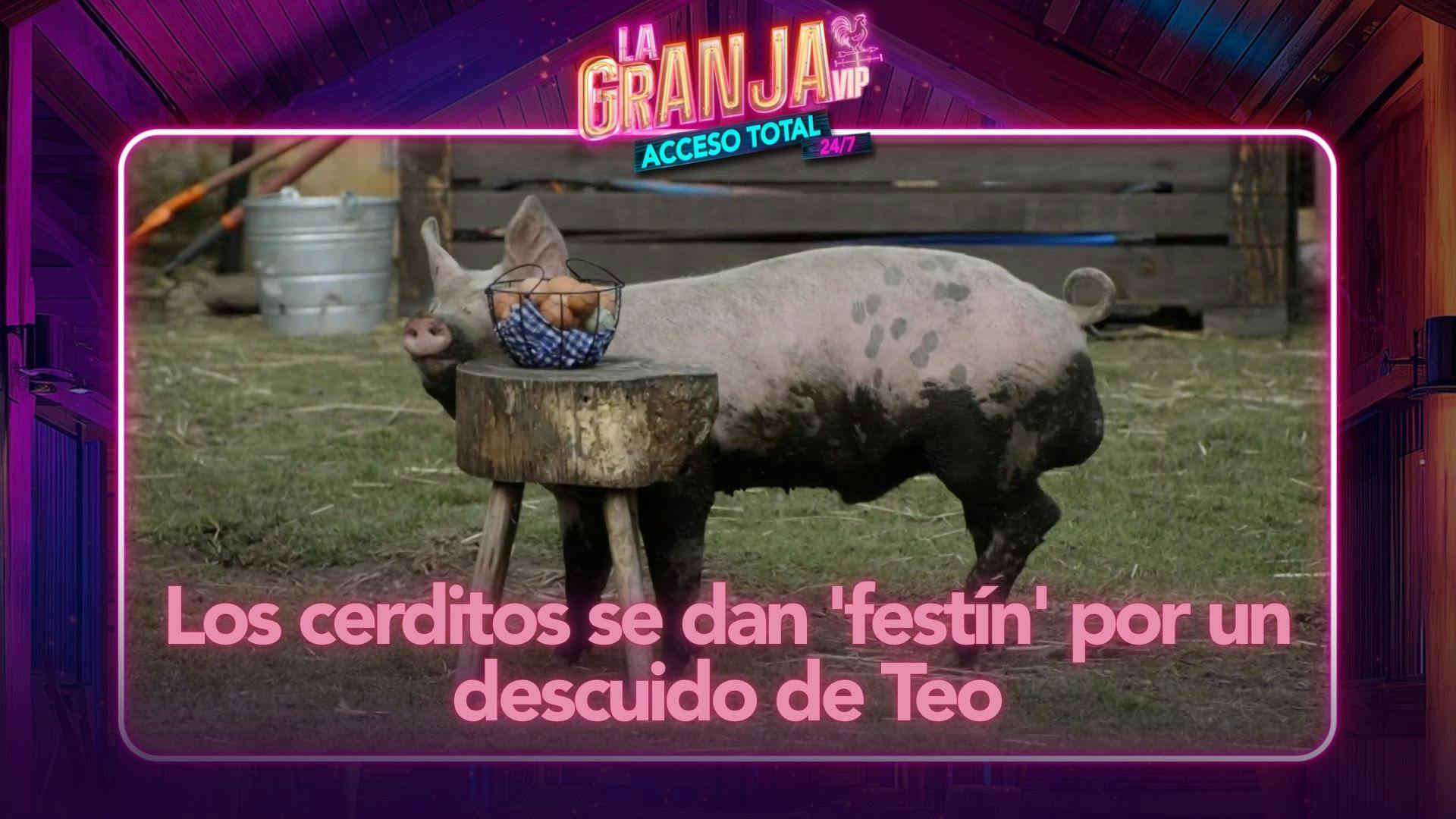 ¿Los granjeros se quedaron sin huevos para comer? Los cerditos se dan 'festín' por un descuido de Teo (VIDEO)