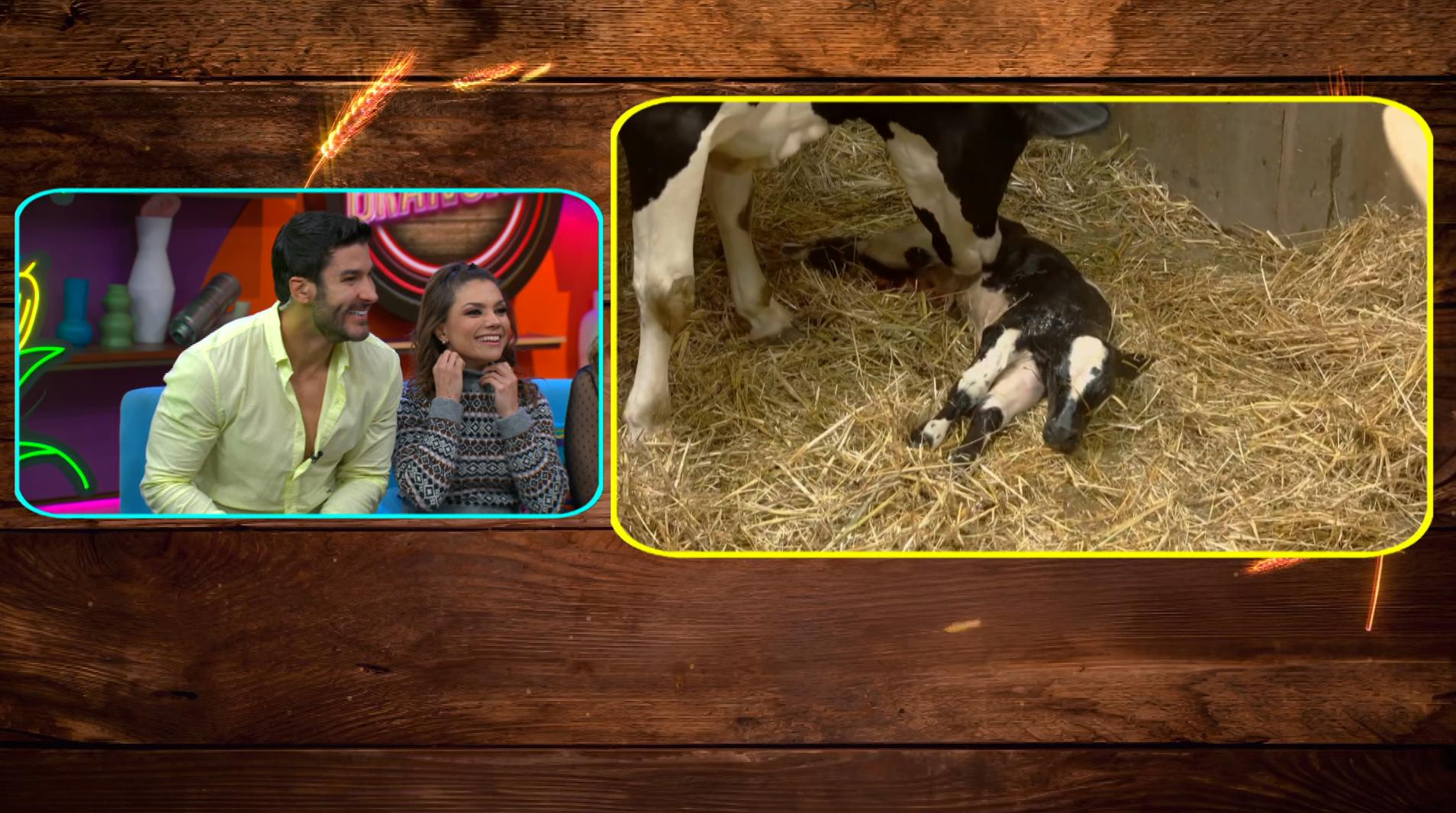 ¡Jacinta ya es mamá y el cacaraqueo reacciona al plan de Eleazar! Revive lo mejor de La Granja VIP