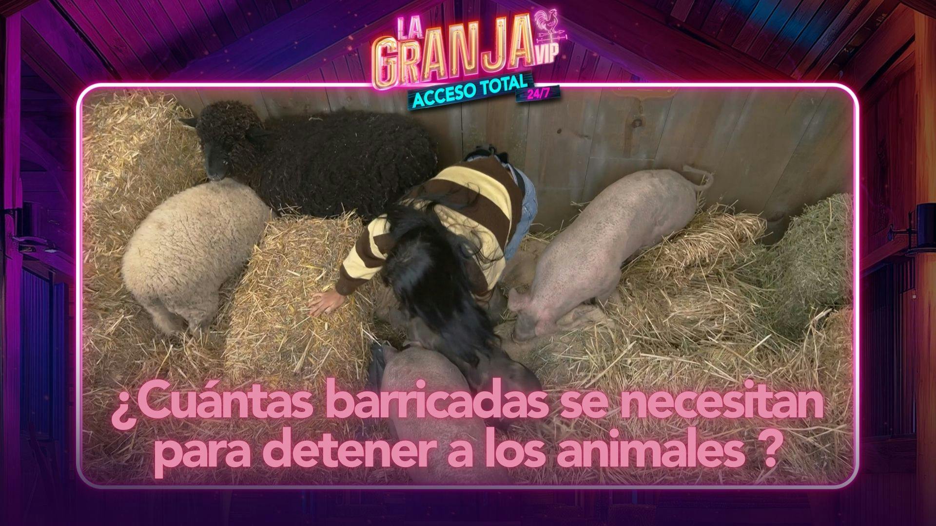 ¿Cuántas barricadas de paja se necesitan para detener a los animales de La Granja VIP? ¡No las suficientes! (VIDEO)