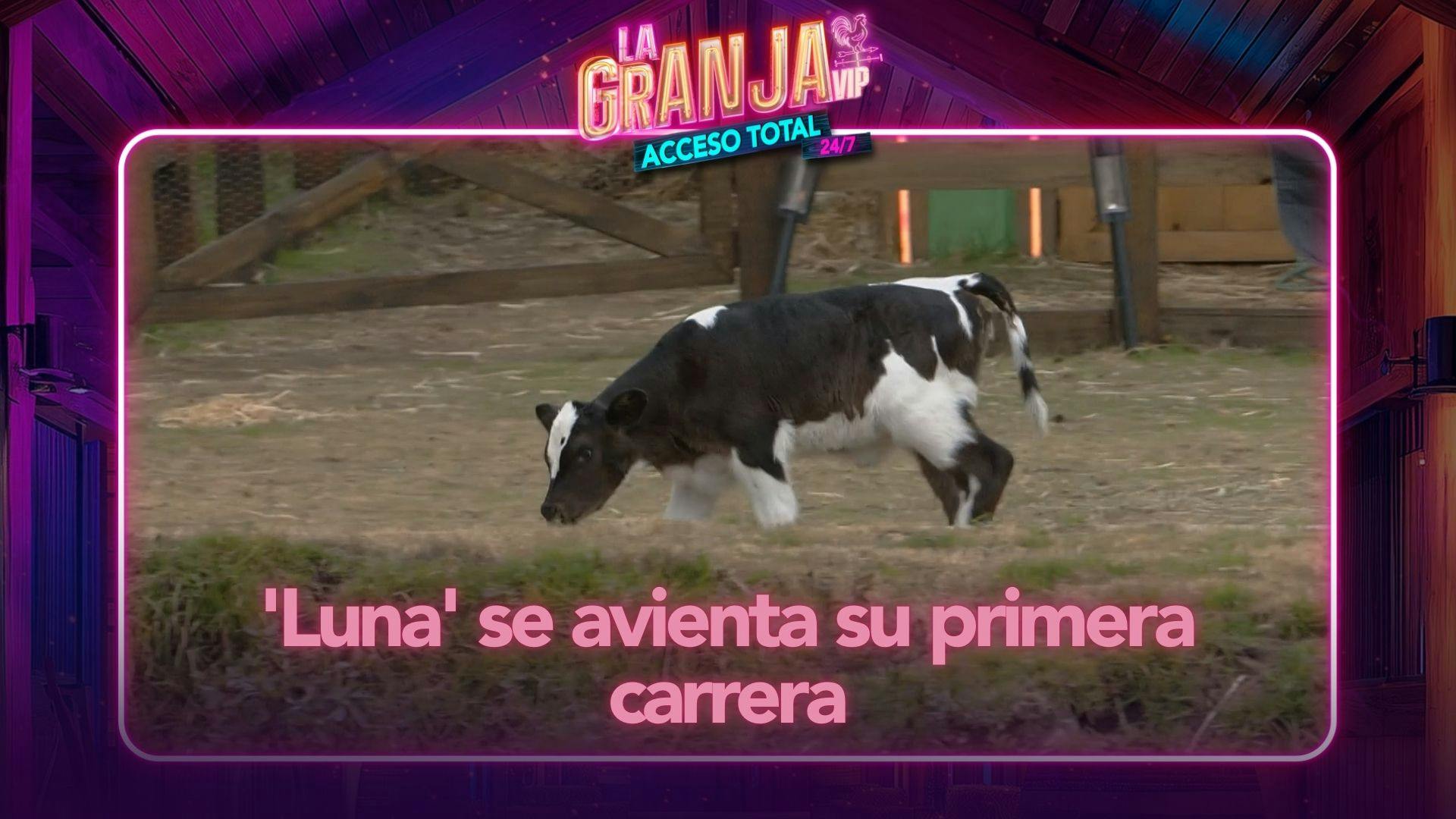 ¡Crecen tan rápido! 'Luna' se le escapa a La Bea y se avienta su primera carrera en La Granja VIP (VIDEO)