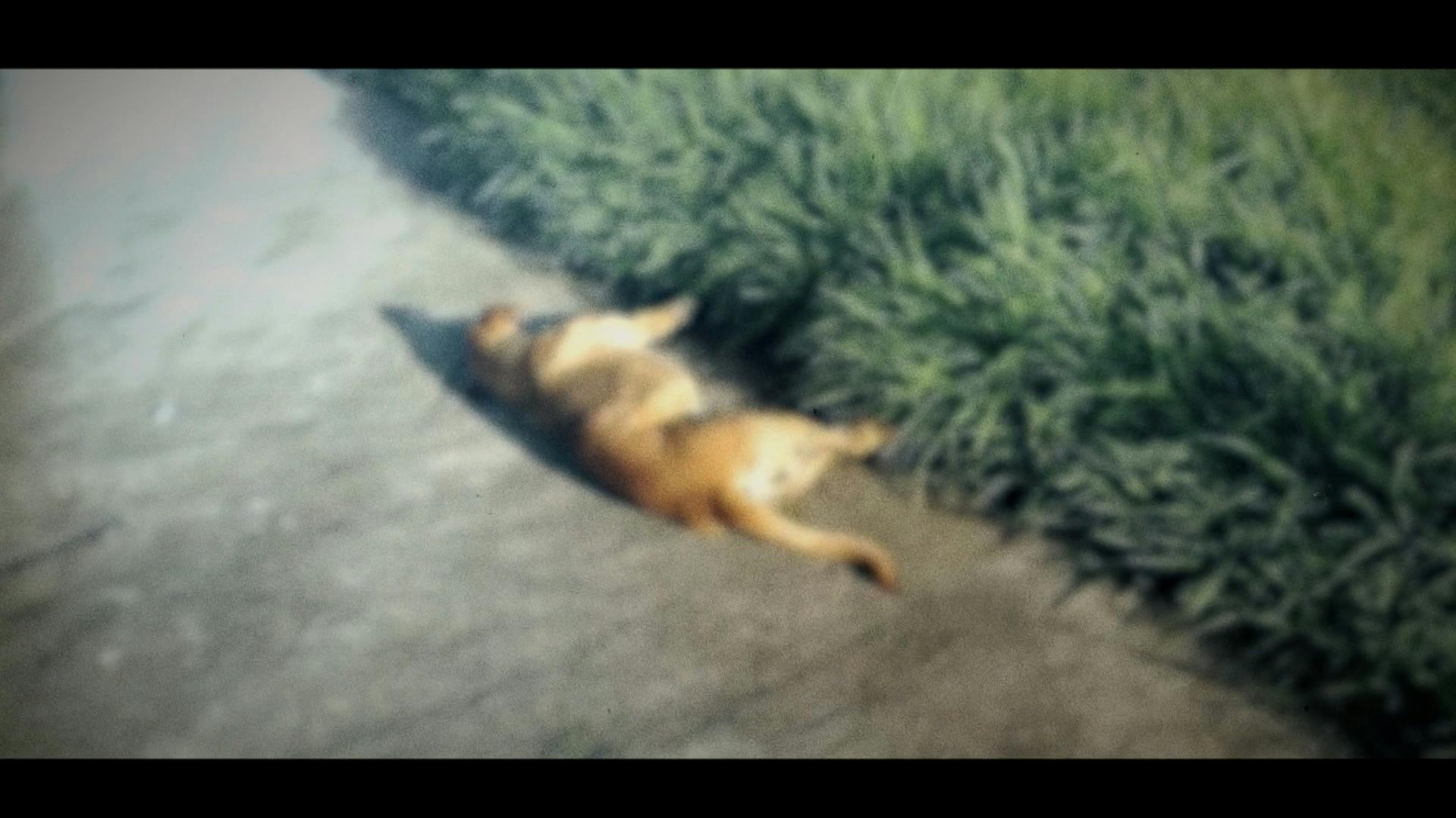 ¡La México-Toluca escribió el doloroso destino de una tierna perrita!