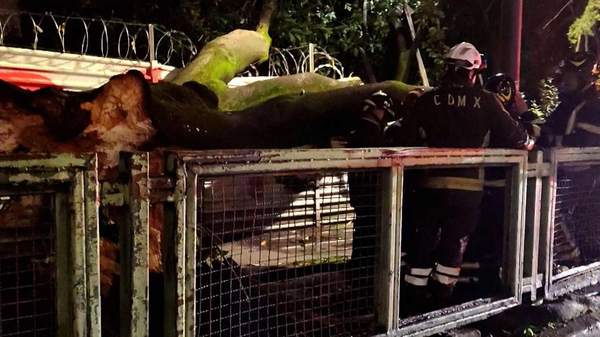 Al Extremo: Esta historia del Diablo Becerril habla sobre la caída de un árbol en la CDMX