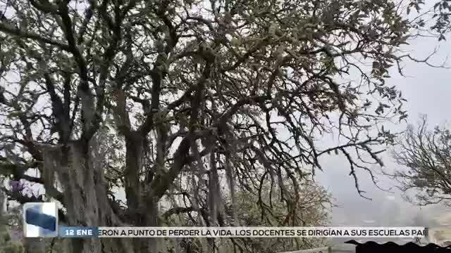 Noticias Oaxaca del 12 de enero 2026