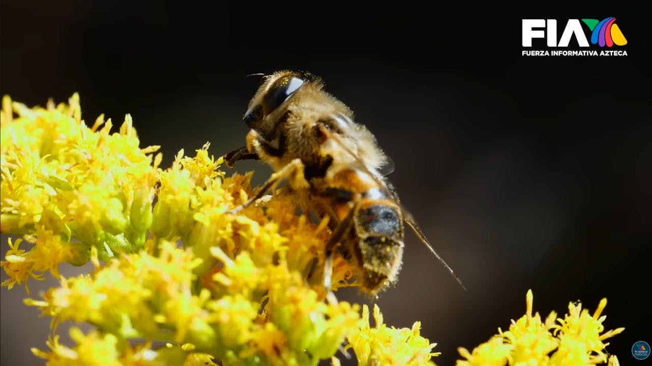 ‘Las abejas se enfrentan a amenazas': DocuFIA explica su importancia en el planeta