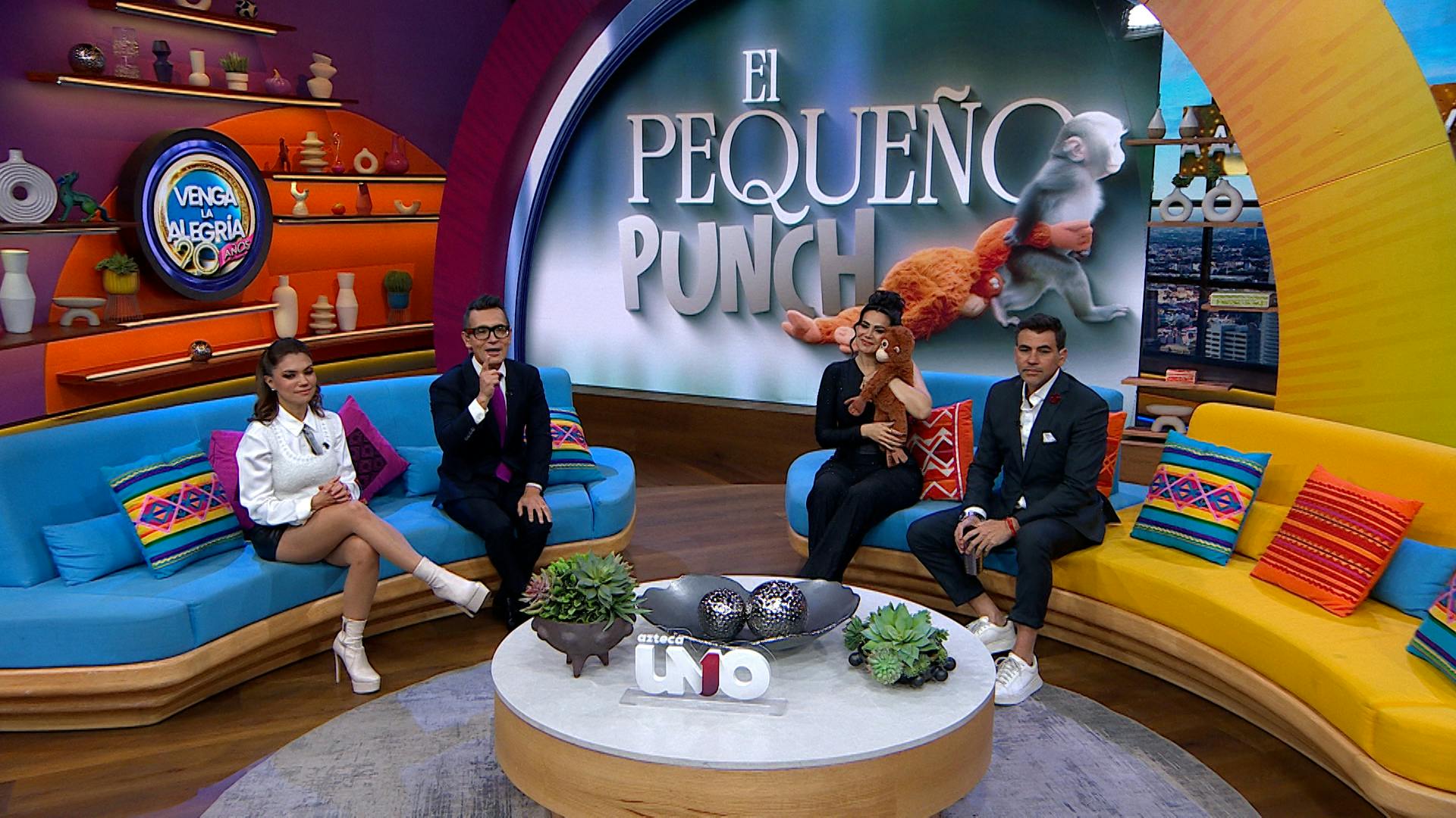 ¡Se está integrando a la manada! Buenas noticias del pequeño Punch