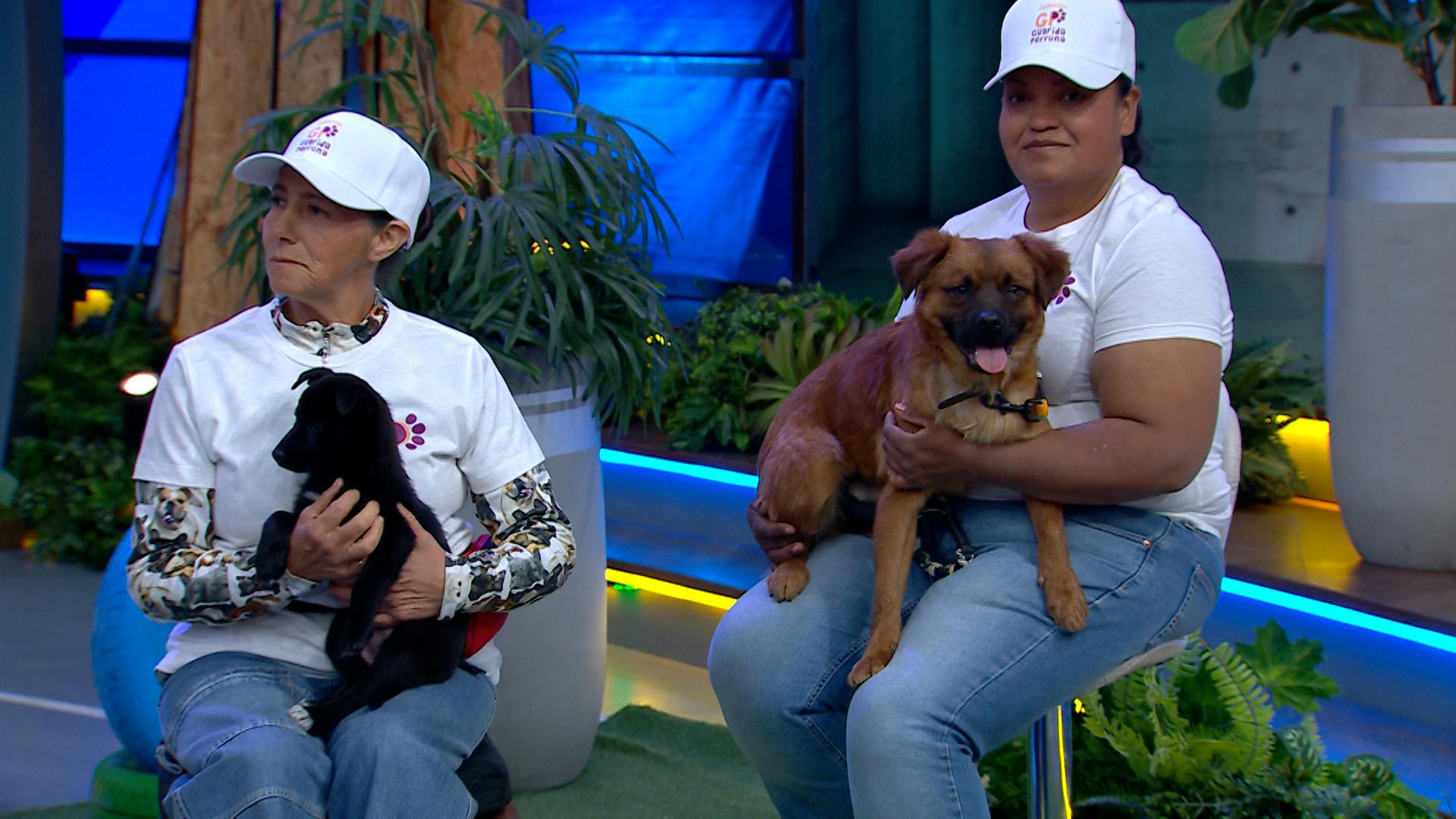 ¡Adopta un perrito y cambia su vida! Nuestros amigos de Animalista Guarida Perruna nos contaron de su labor