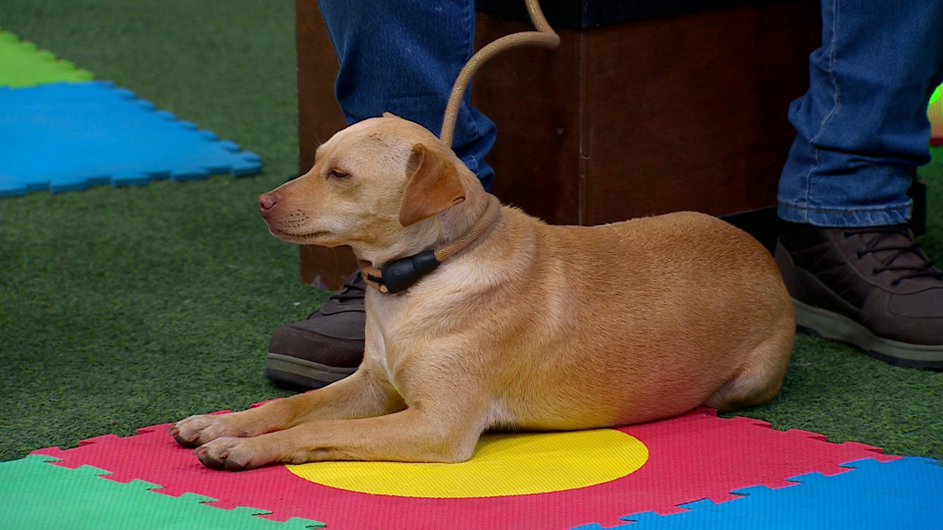 ¡Conoce a los tiernos perritos en adopción del Refugio Manada San!