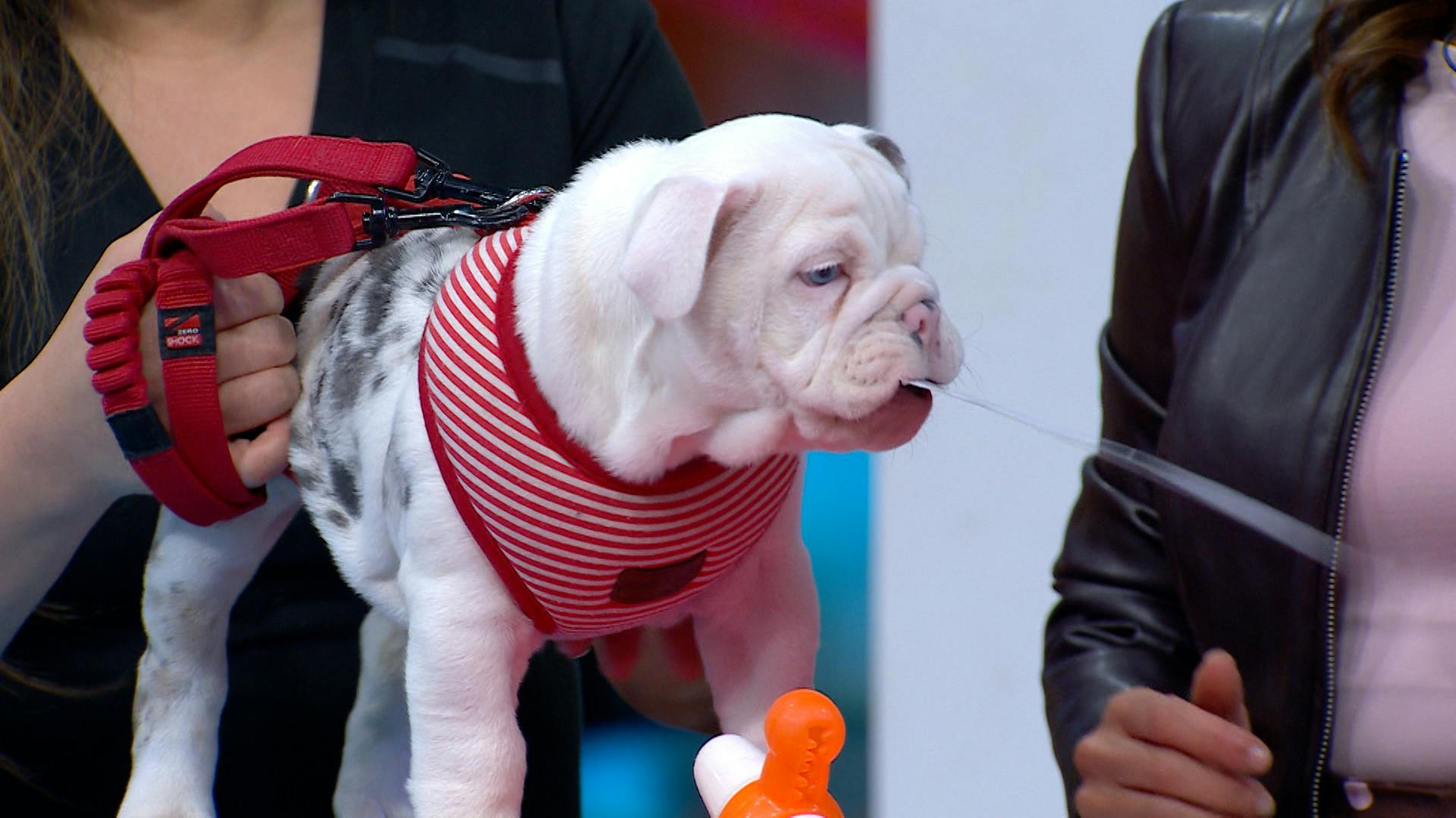 Día Mundial del Cachorro: ¡Así debes cuidar a tus cachorritos cuando llegan a casa!