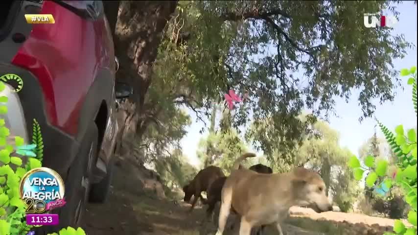 ¡No compres, adopta! Conoce un refugio para perritos sin hogar y haz la diferencia