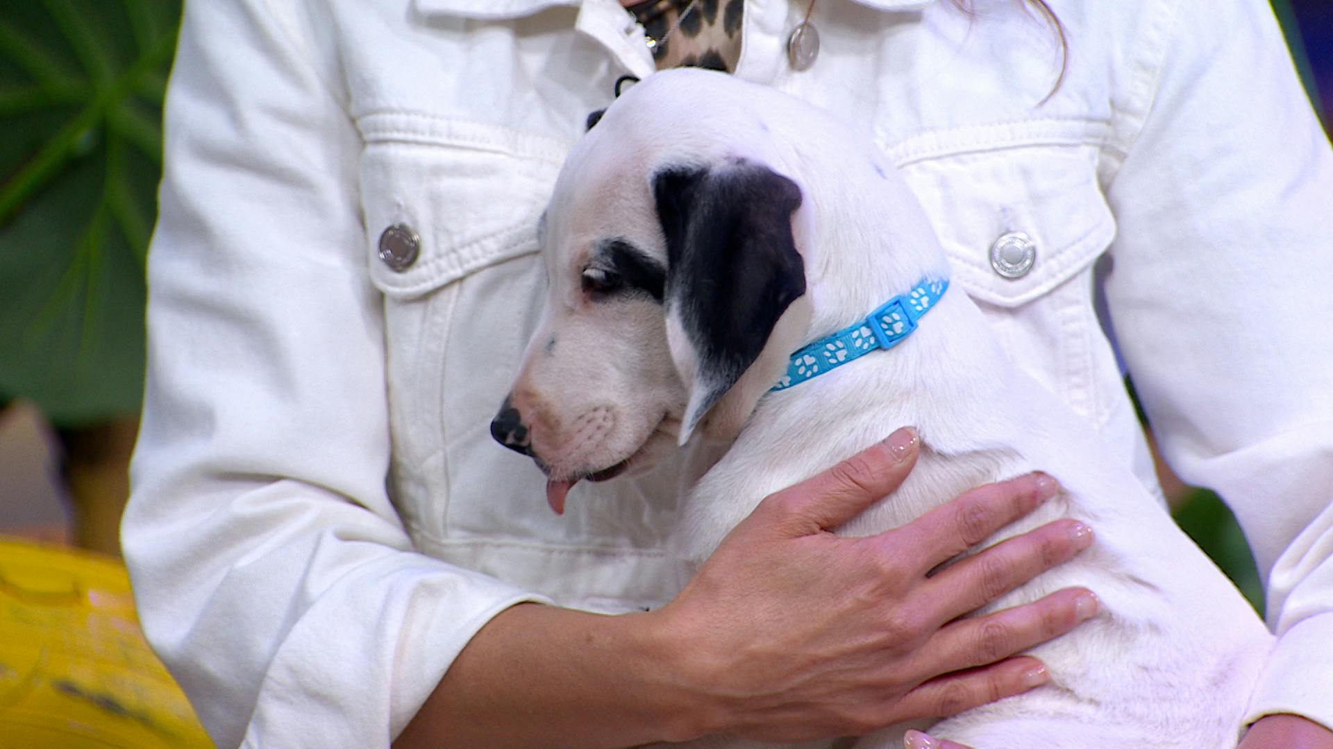 Huellitas de amor: Conoce la historia de Carlota, una tierna perrita y cómo adoptar a dos de sus cachorros 