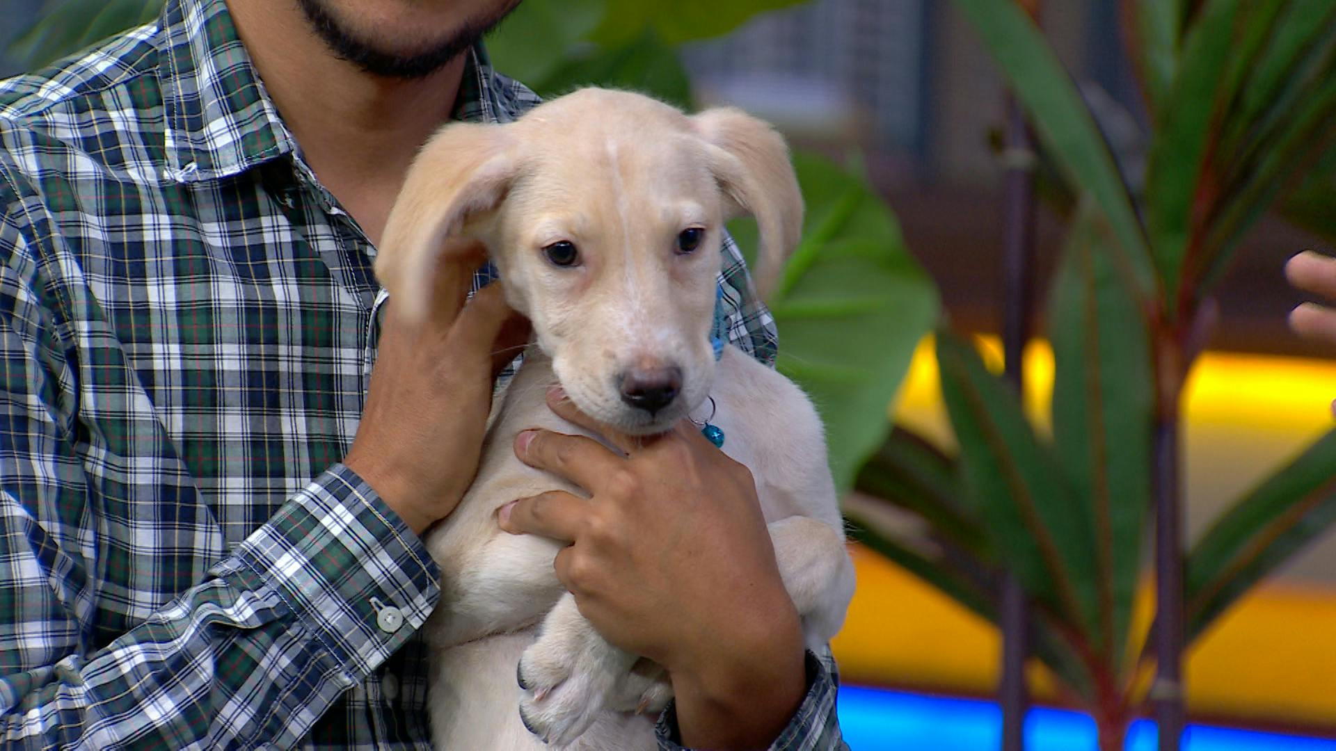 ¡Lomitos que te robarán el corazón! Estos perritos buscan un hogar... ¿te animas?
