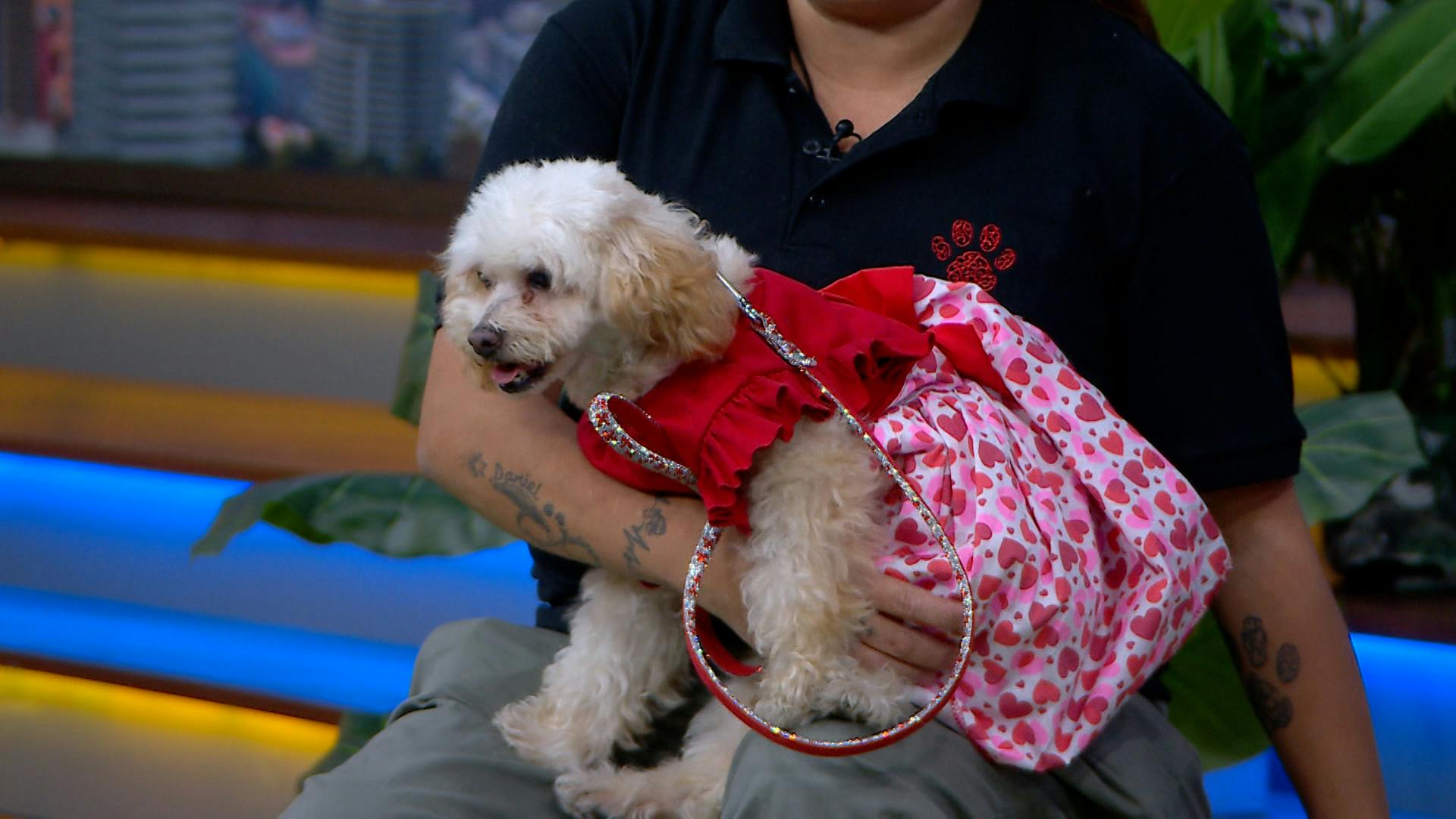 ¡Cambia tu vida y adopta un perrito! Estos son algunos peluditos que cuidan en Huellitas Amor Sin Fronteras