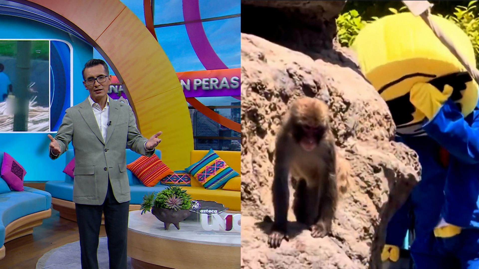 ¡Irrumpen la jaula de Punch y amenazan a una trabajadora del IMSS! Todo explicado Con Peras y Manzanas