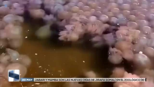 Noticias Oaxaca del 20 de mayo 2026