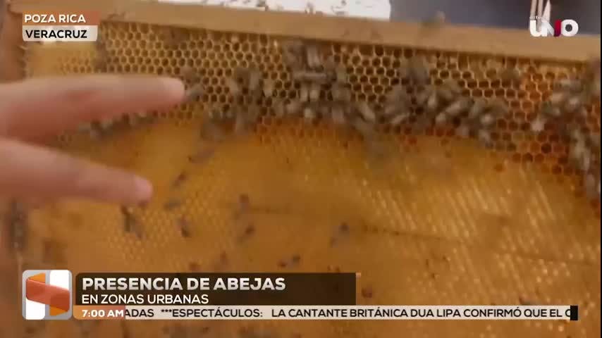 Noticias Veracruz del 21 de mayo 2026