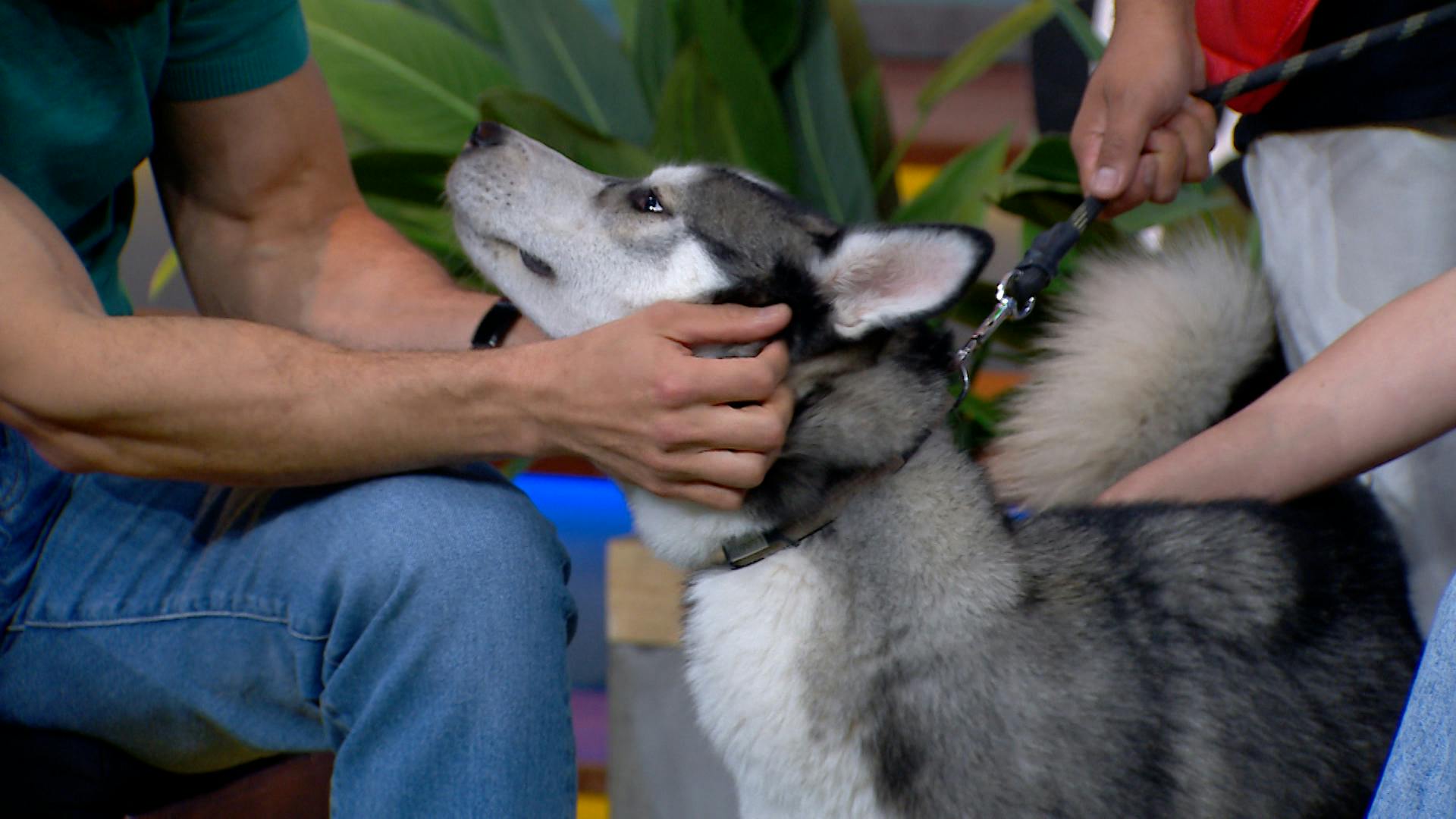 ¡Estos perritos y gatitos buscan un hogar! Recuerda que adoptar es un acto de amor y responsabilidad