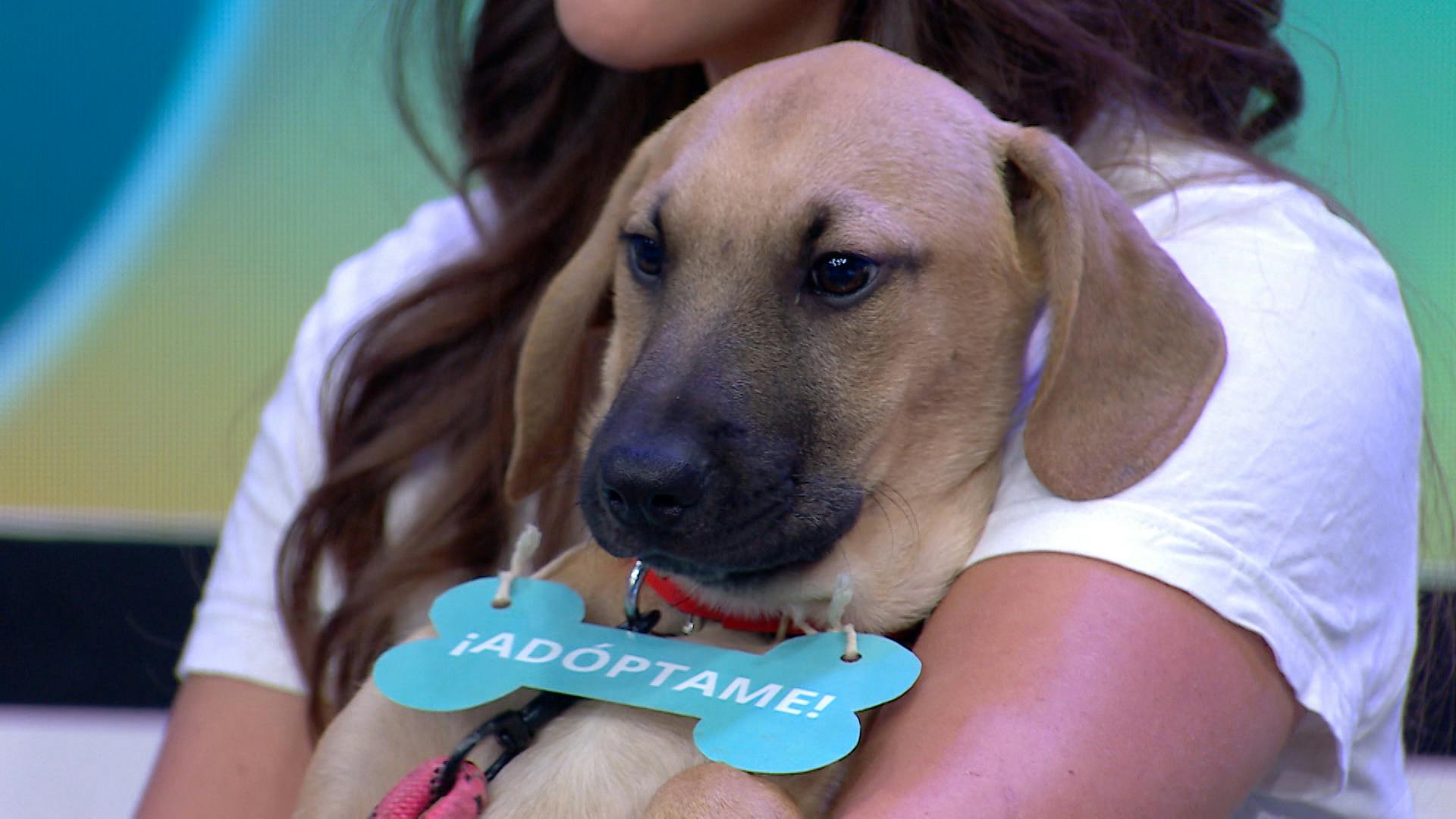 ¡Podrías adoptar y cambiar su vida! Huellitas Limoneros nos presentaron dos lindos peluditos que buscan un hogar