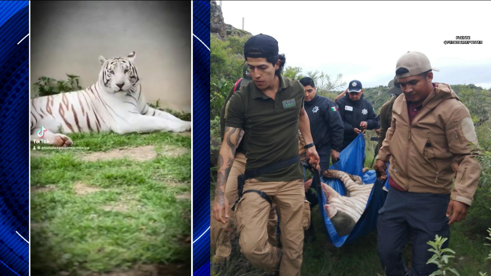 ¿Por qué mataron al tigre de bengala que escapó en el Estado de México? Esto y más explicado Con Peras y Manzanas