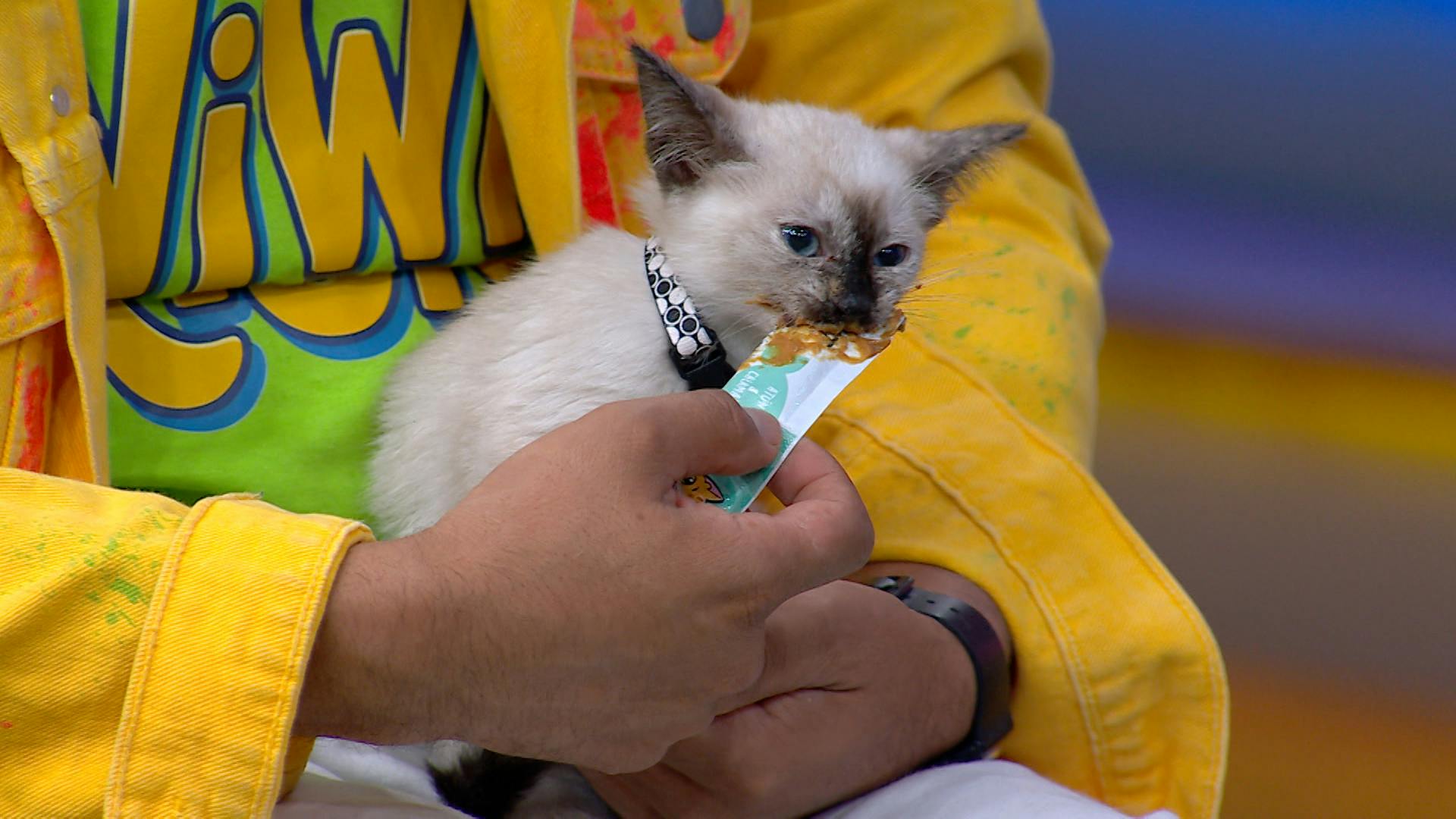 ¡Adopta un gatito y cambia tu vida! Estos gathijos buscan un hogar