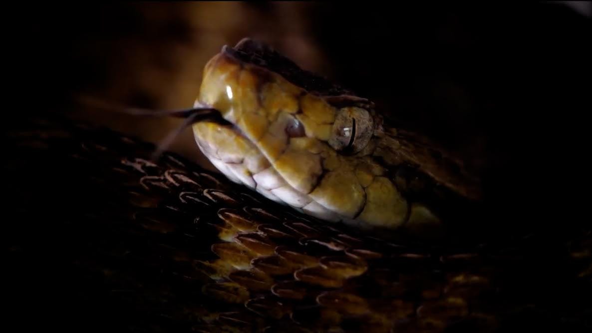 Alejandra Carvajal reporta sobre la Isla de las Serpientes: el lugar prohibido donde habitan miles de víboras venenosas