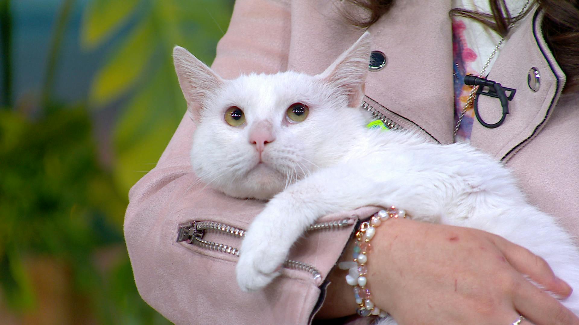 ¡Estos michis te necesitan! Adopta un gatito y cambia tu vida