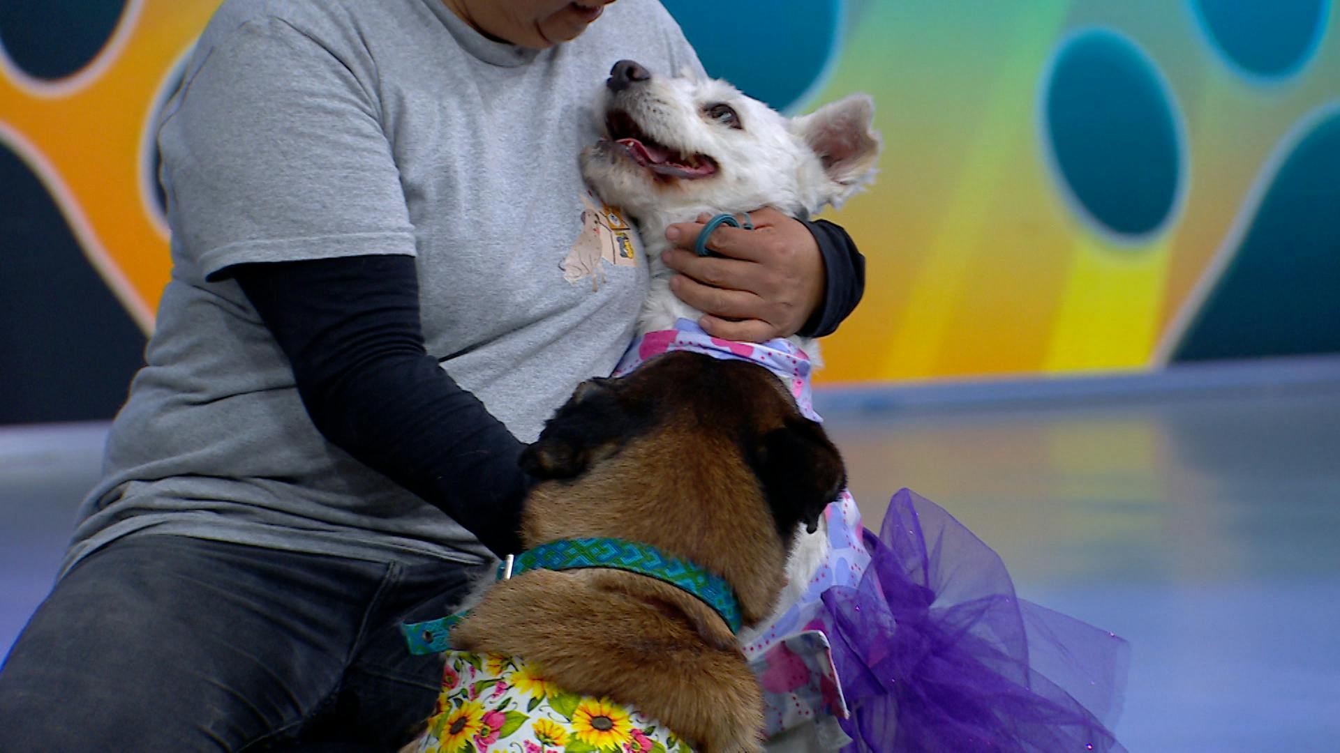 ¡Celebra el Día del Perro adoptando un lomito! Conoce a estos perritos que buscan un hogar