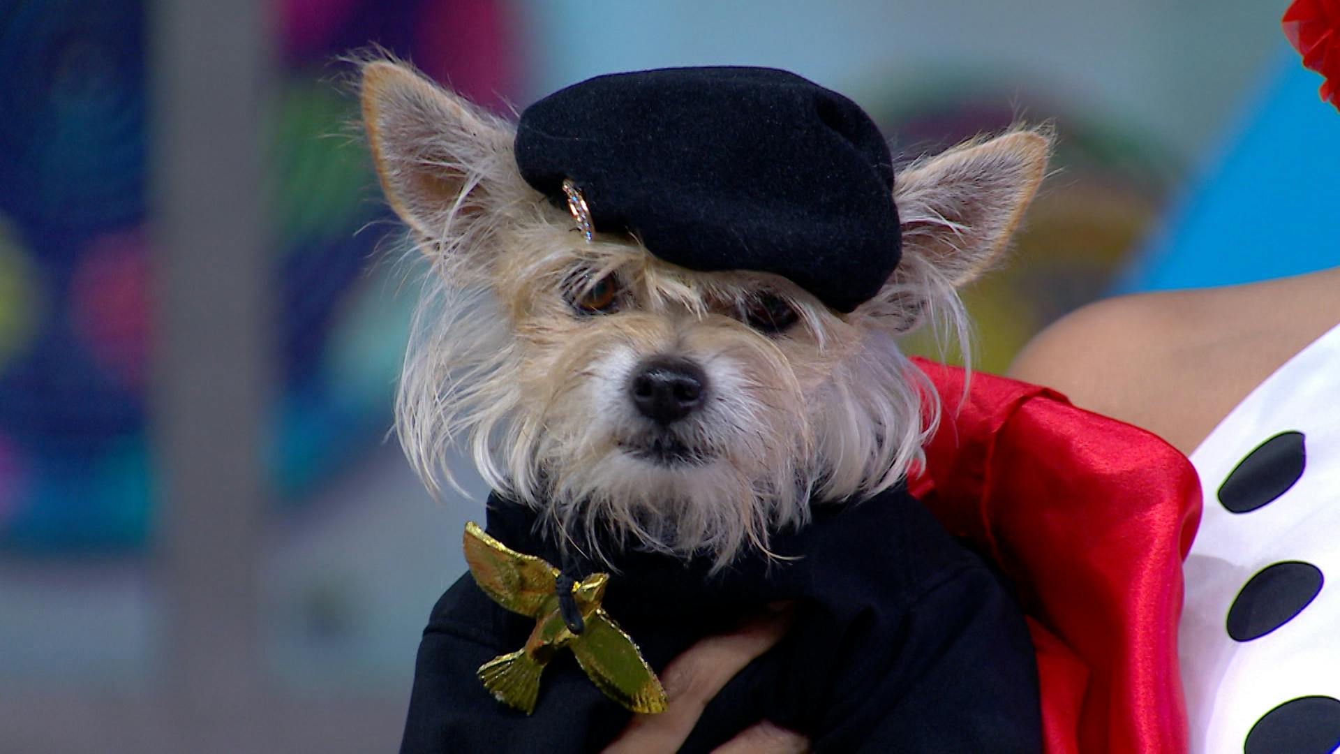 ¡Celebramos el Día Mundial del Perro con una imperdible pasarela de lomitos!