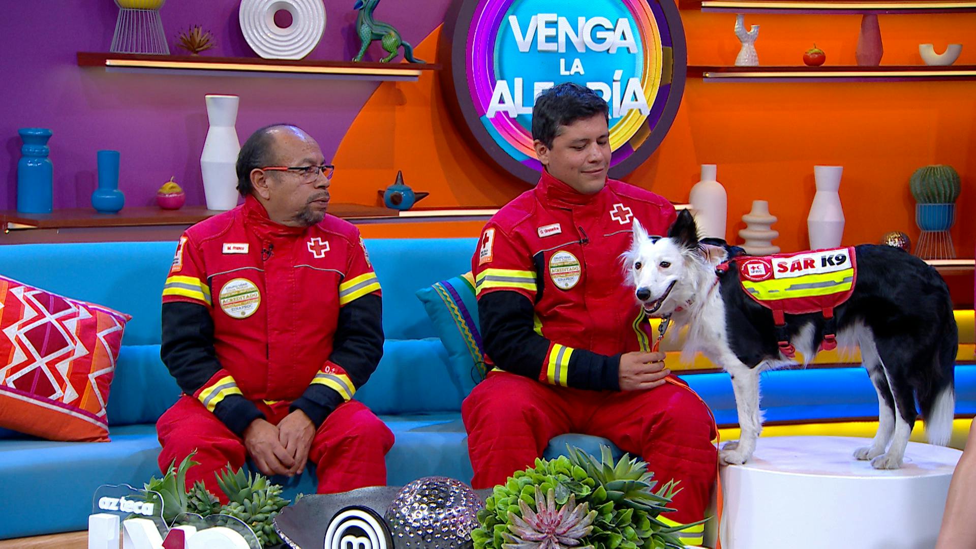 ¿Cómo se preparan los binomios de la Cruz Roja? ¡Conoce a Halley y su labor de rescate en el Día Mundial del Perro!