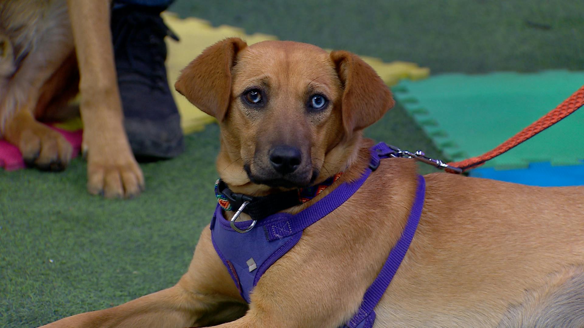 ¡Talla chica y mediana! Conoce a los perritos en adopción de Huellitas Henigan